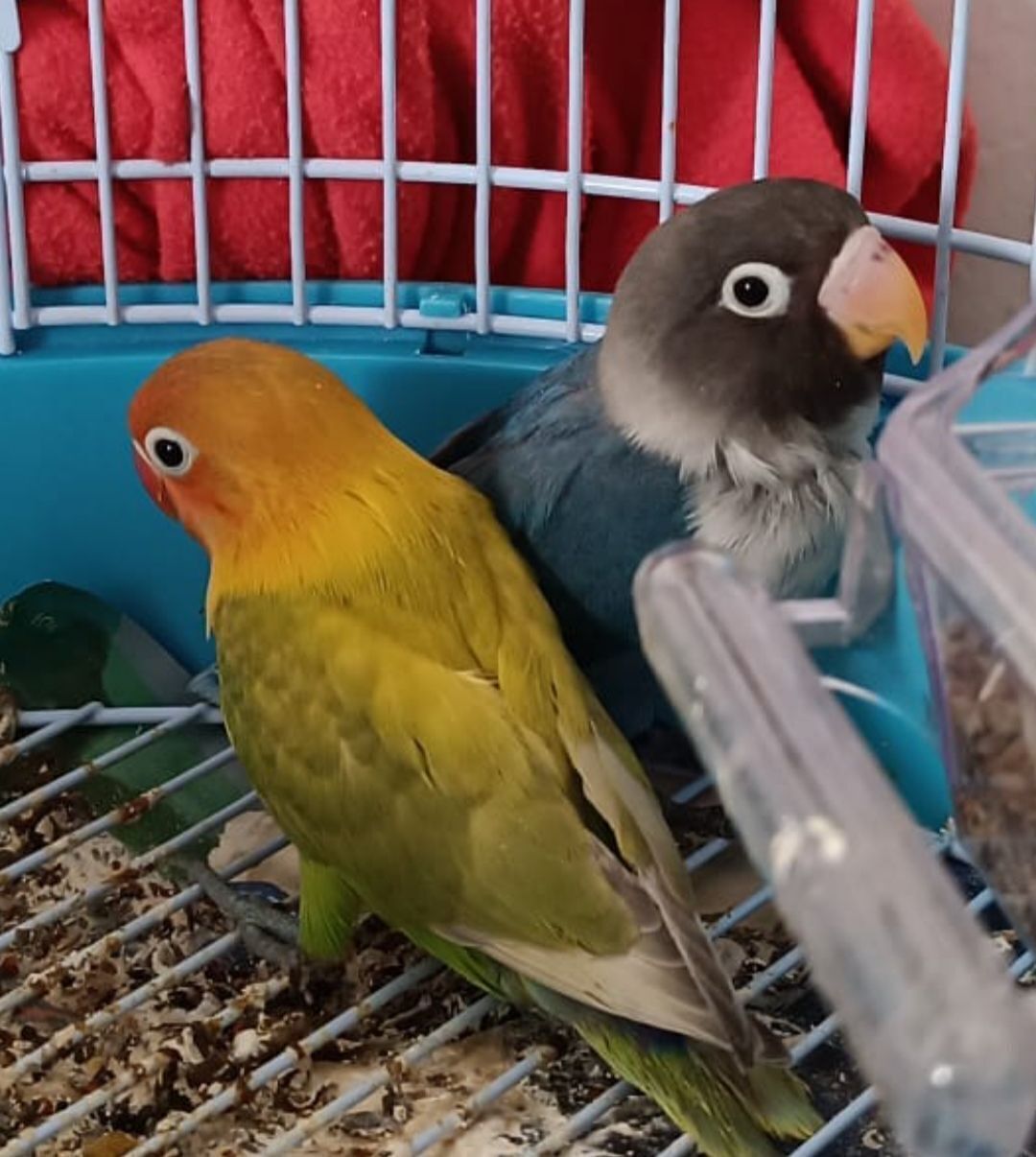 ¡Urgente! Búsqueda de Dos Inseparables Perdidos en Sevilla