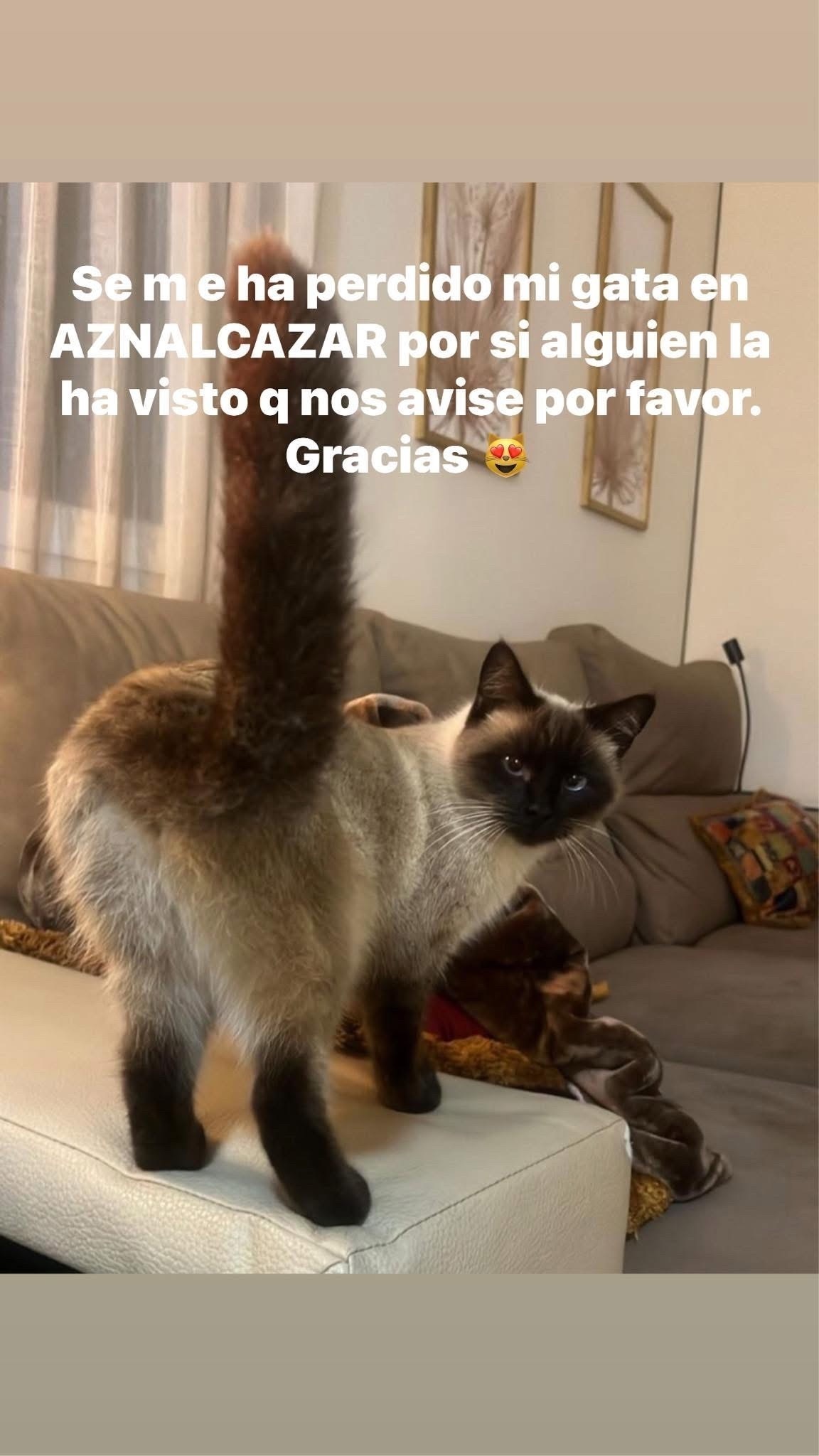 ¡Se busca! Gata siamesa llamada Vega en Aznalcázar