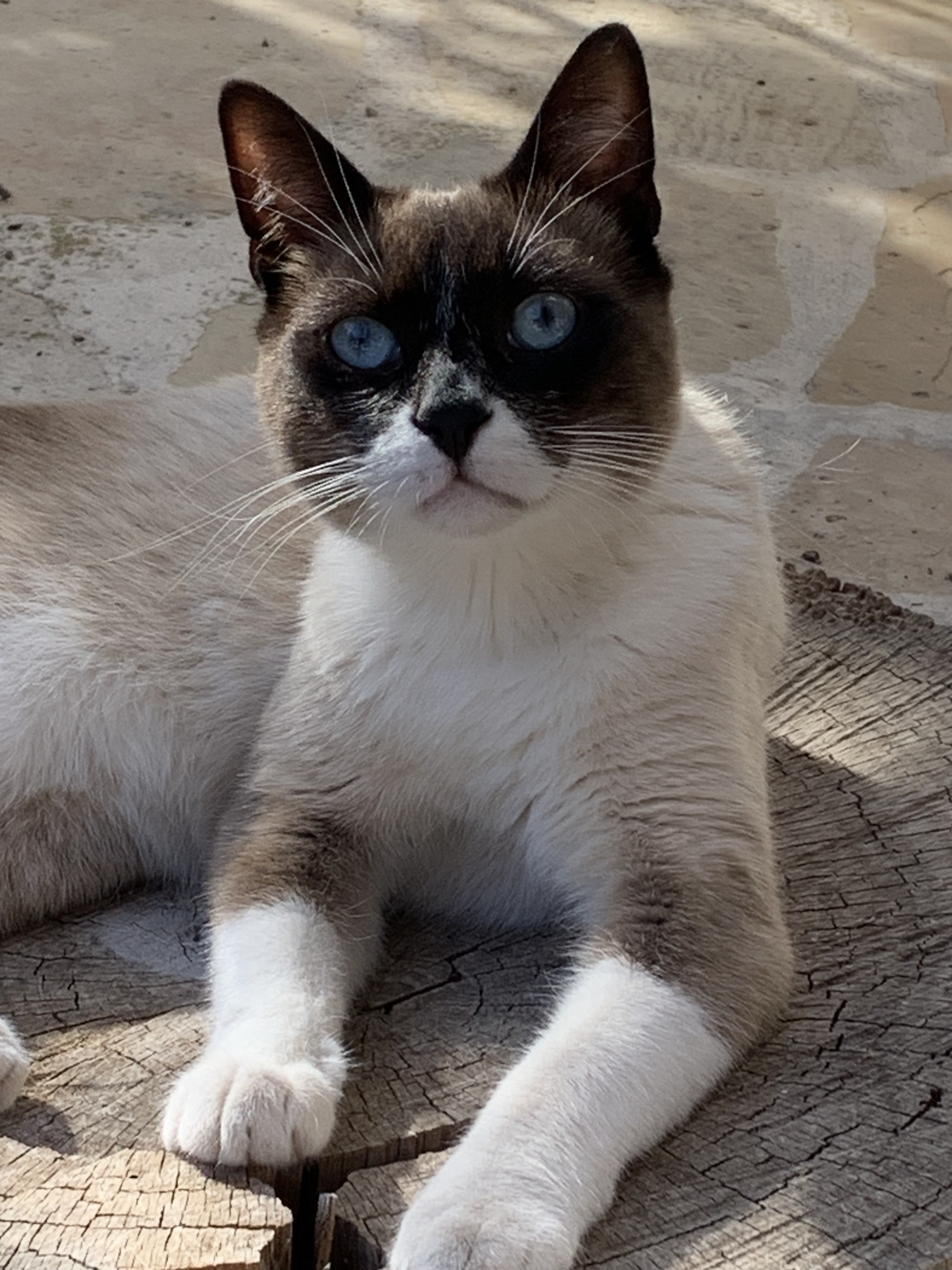 Gato Perdido en Can Tomas: Ojos Azules