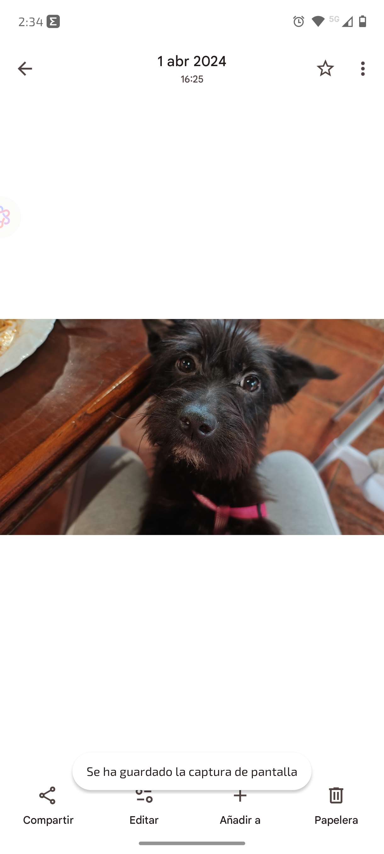 Aisha, mestiza perdida en Puen...