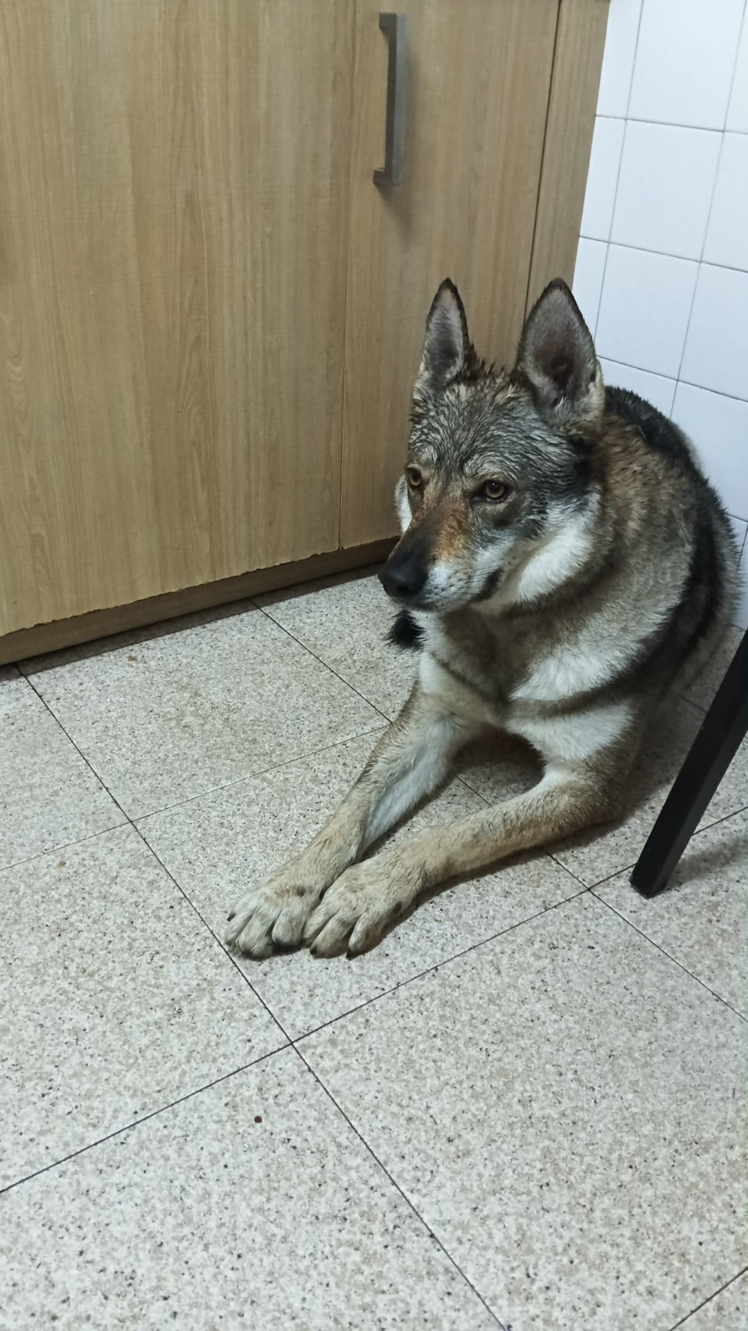 Perro Perdido: Asustadizo y No...