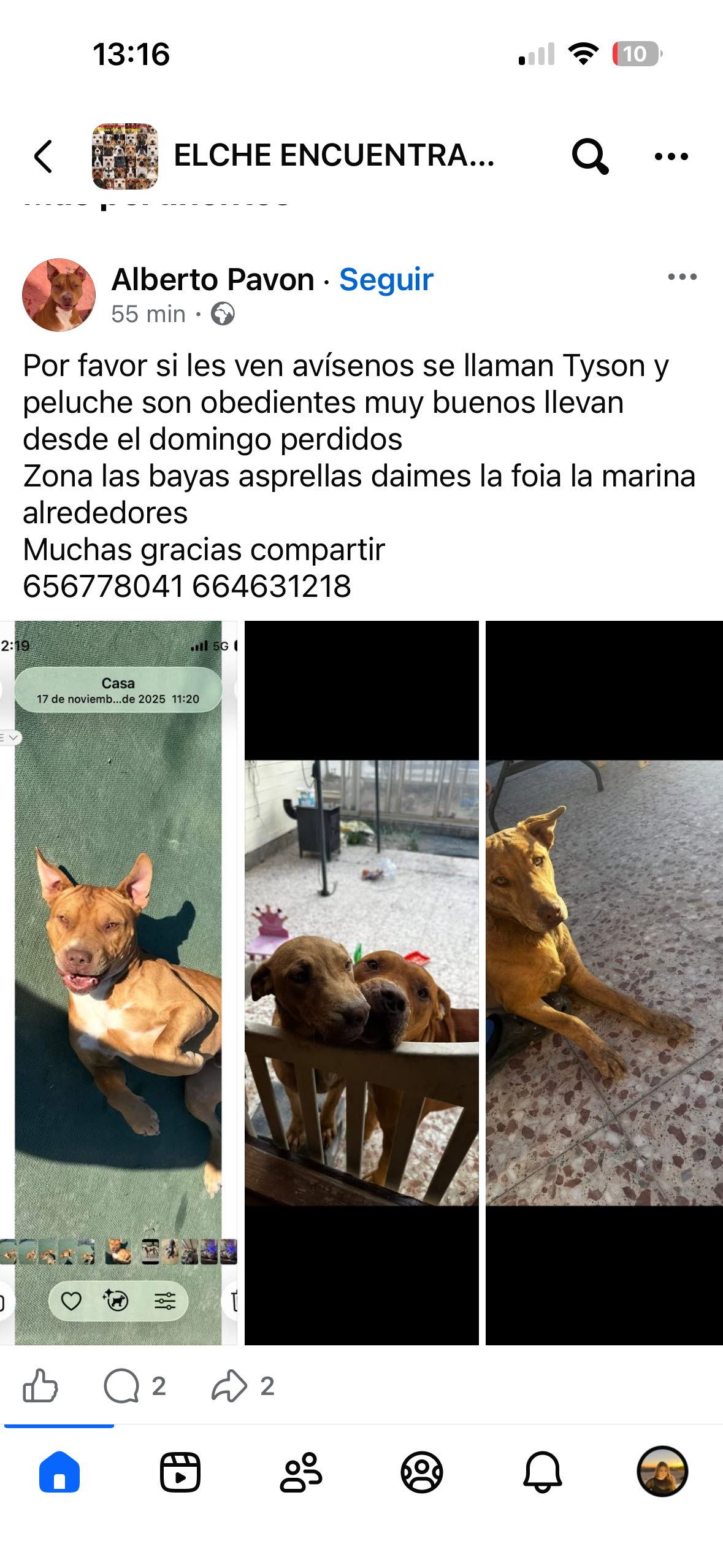 ¡Ayuda! Pitbulls Perdidos en E...