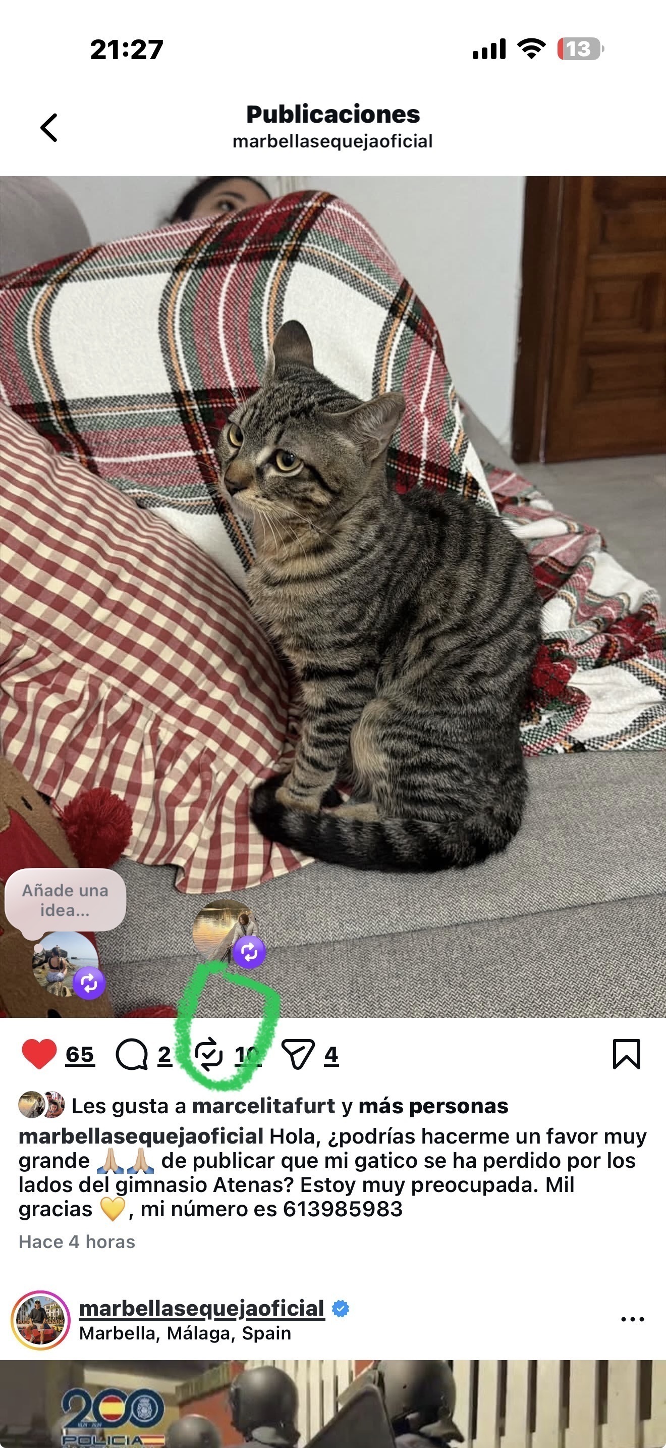 Gato Perdido en Marbella: Tranquilo y Sociable