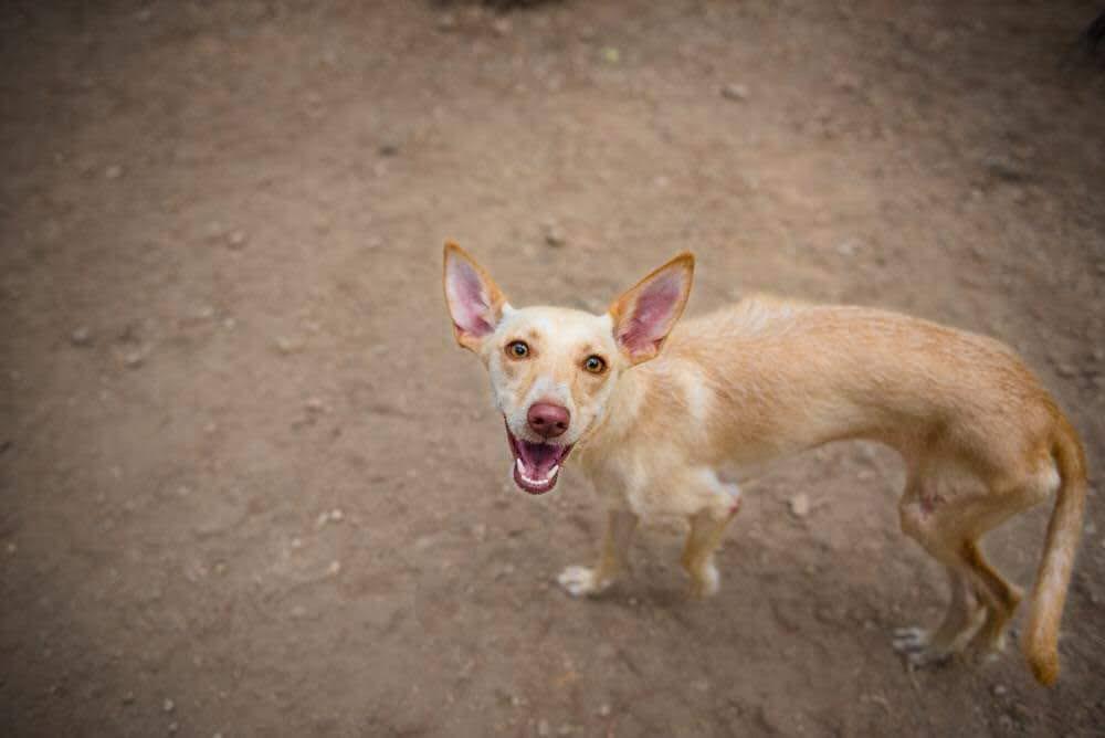 Perro Perdido en Zalea: Coja y con Cicatriz