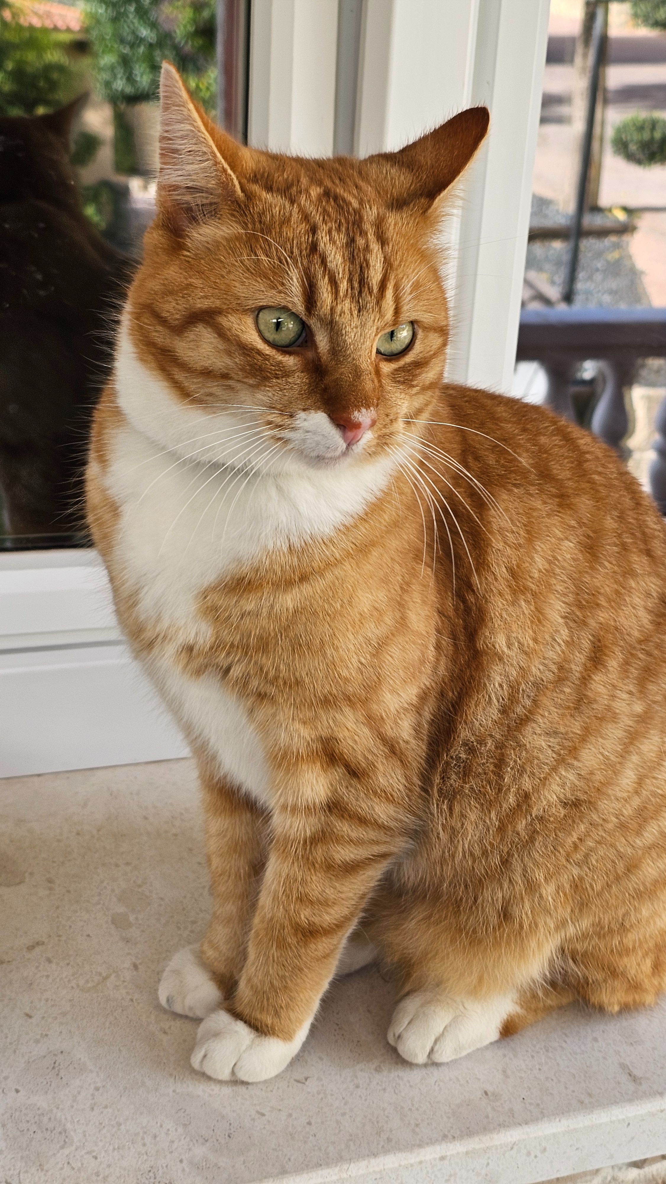 PERDIDO - Baradello Pip está desaparecido desde el 13 de enero. Normalmente siempre está dentro por la noche y nunca se aleja mucho de casa. El año pasado también estuvo desaparecido durante 4 días, ¡pero ahora ya es más de una semana! Tiene casi 4 años, está castrado y tiene microchip. Le falta el colmillo derecho y tiene un pequeño corte en la oreja derecha. Lleva un collar antipulgas Seresto.