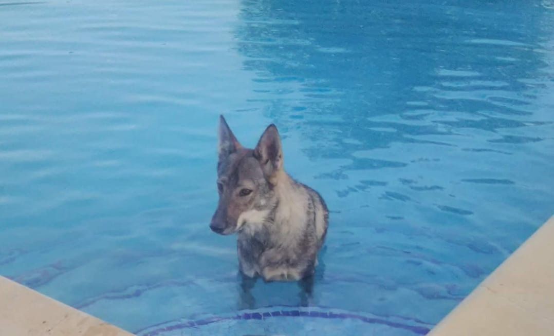 ¡Perro Lobo Checoslovaco Perdido en Lorca!