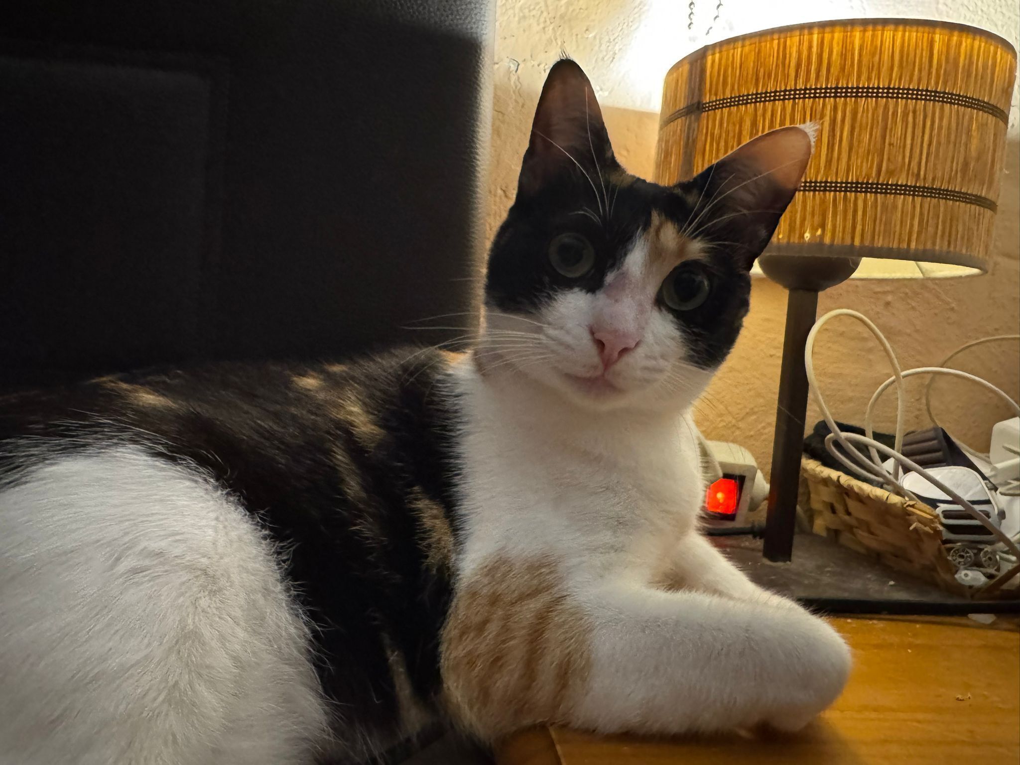 Gatita Calicó Perdida en Firgas: Benita