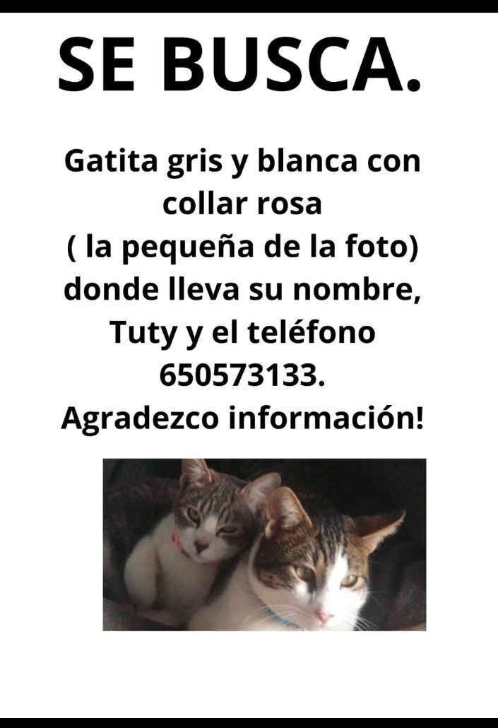 ¡Ayuda! Gata Gris y Blanca Perdida en Cártama