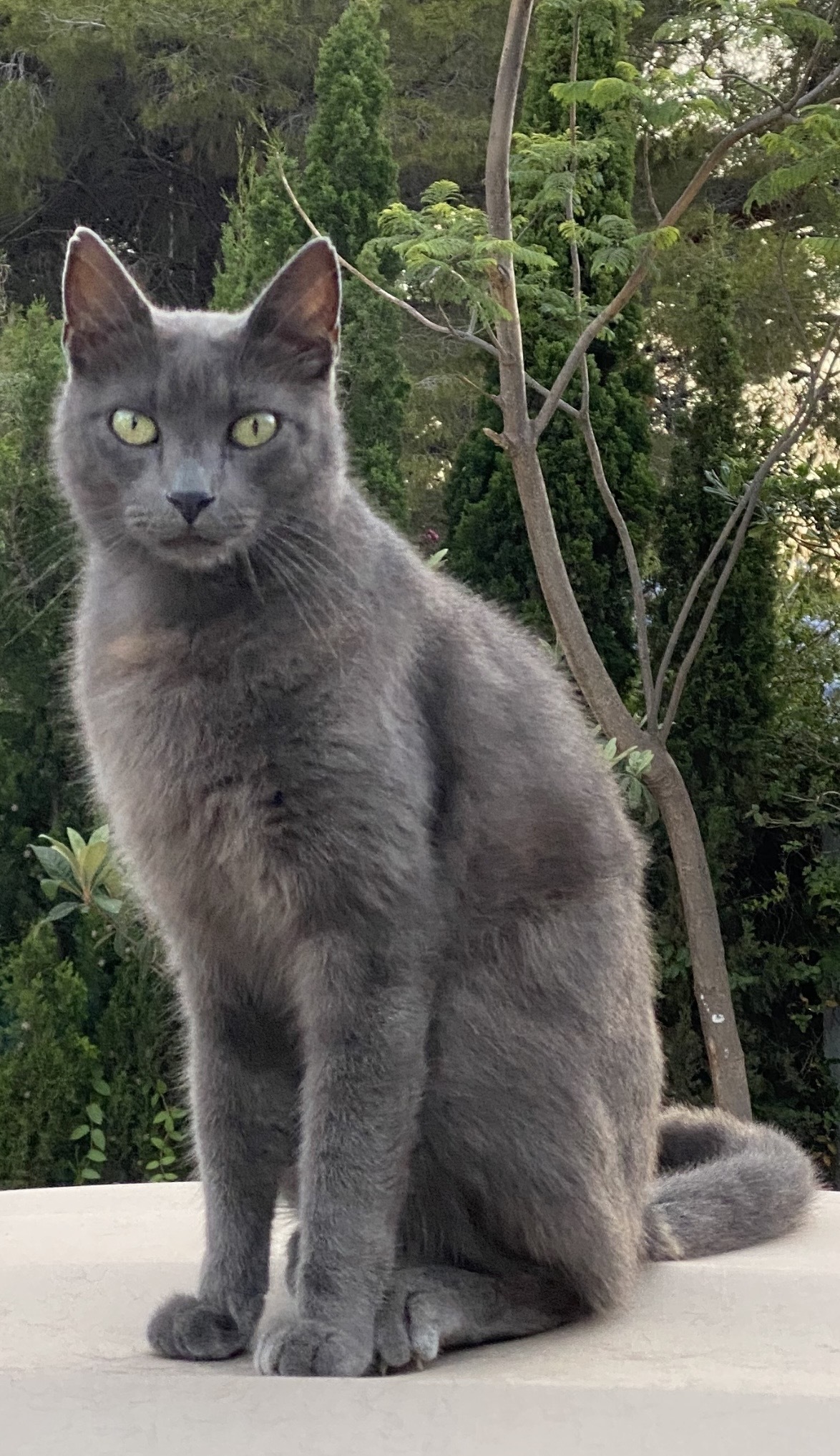 Gato Ruso Azul Perdido en Alte...