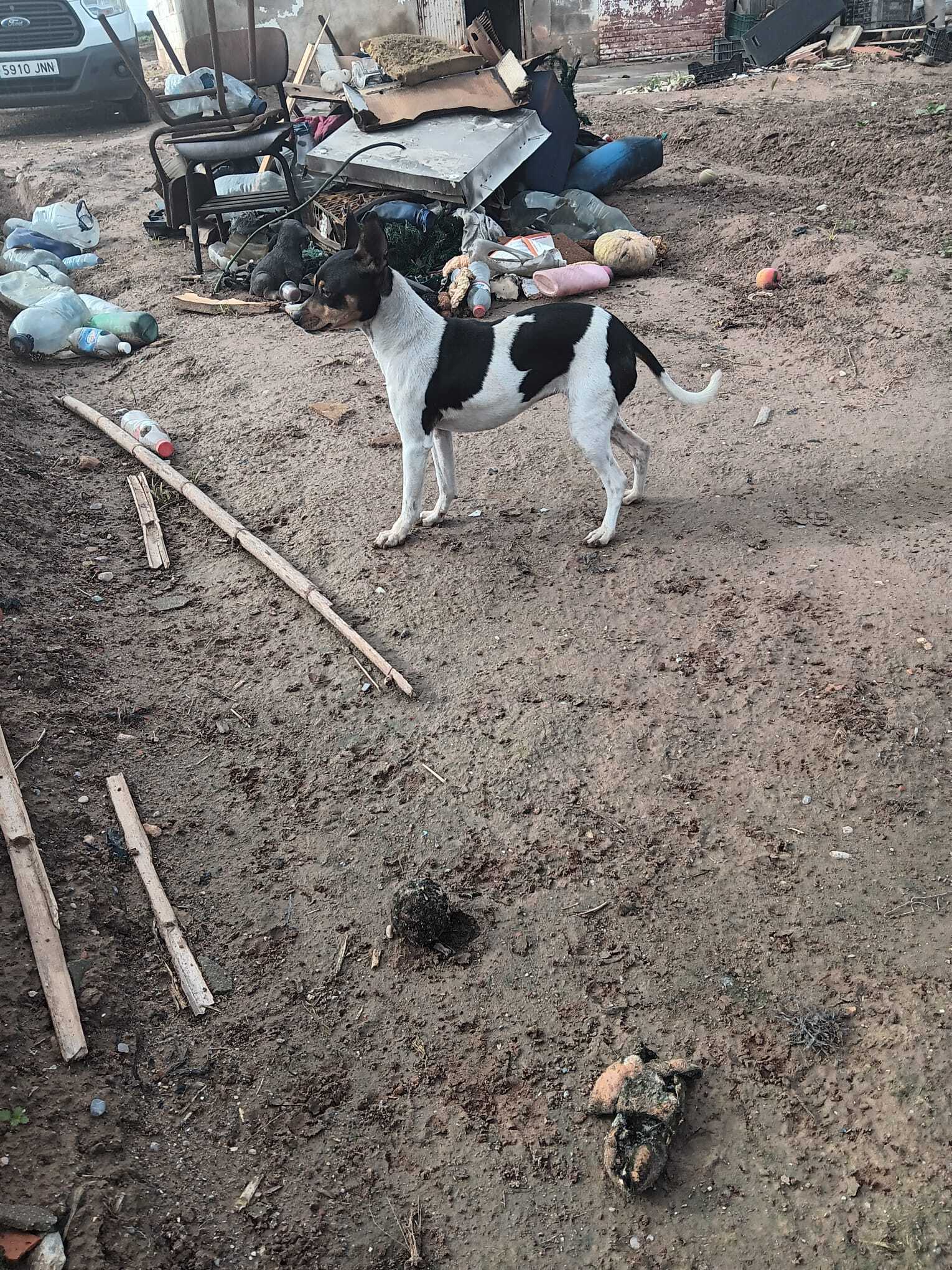 Perro Perdido: Blanca con Manchas Negras