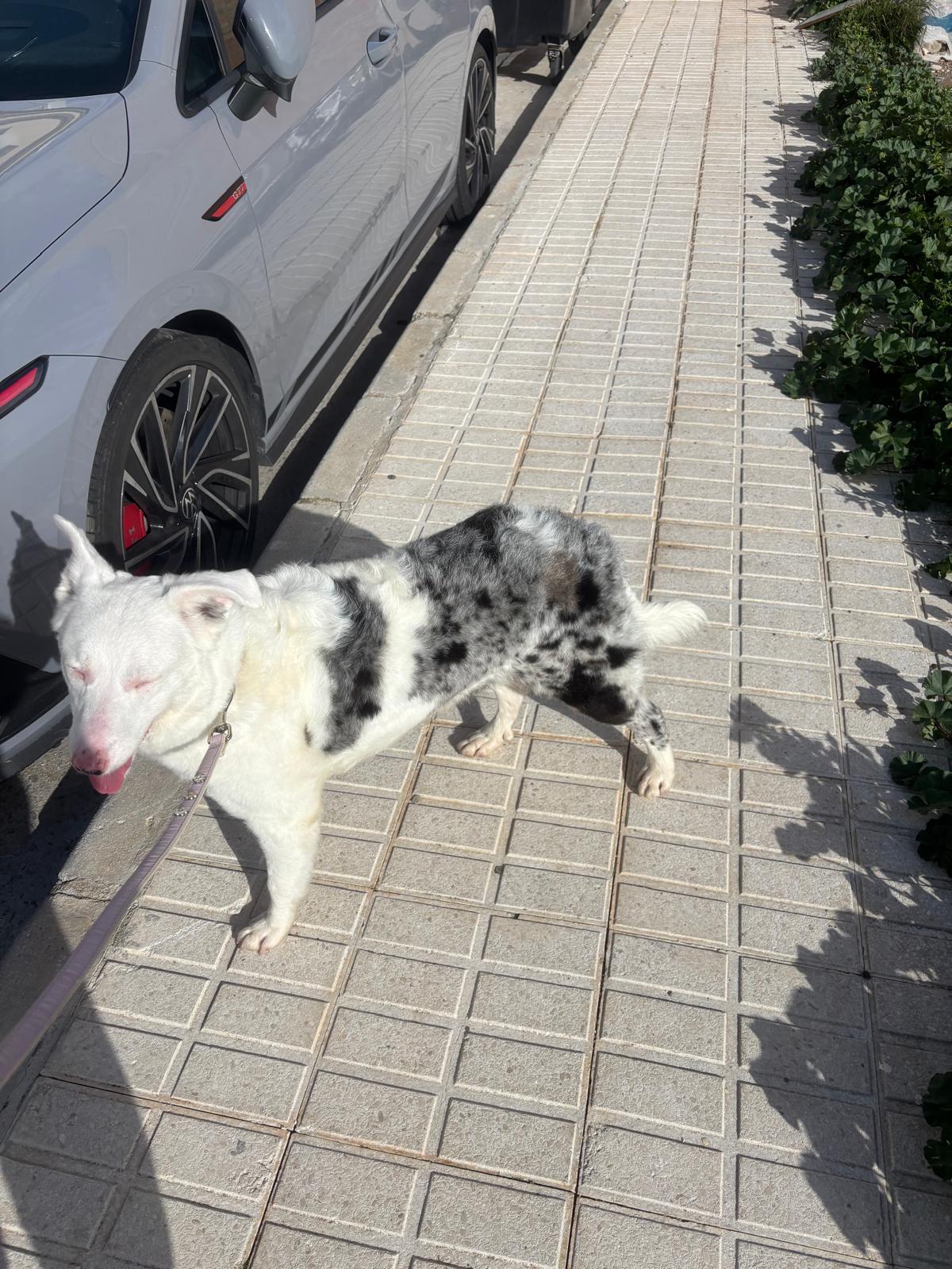 Perro albino robado en Vélez-Málaga