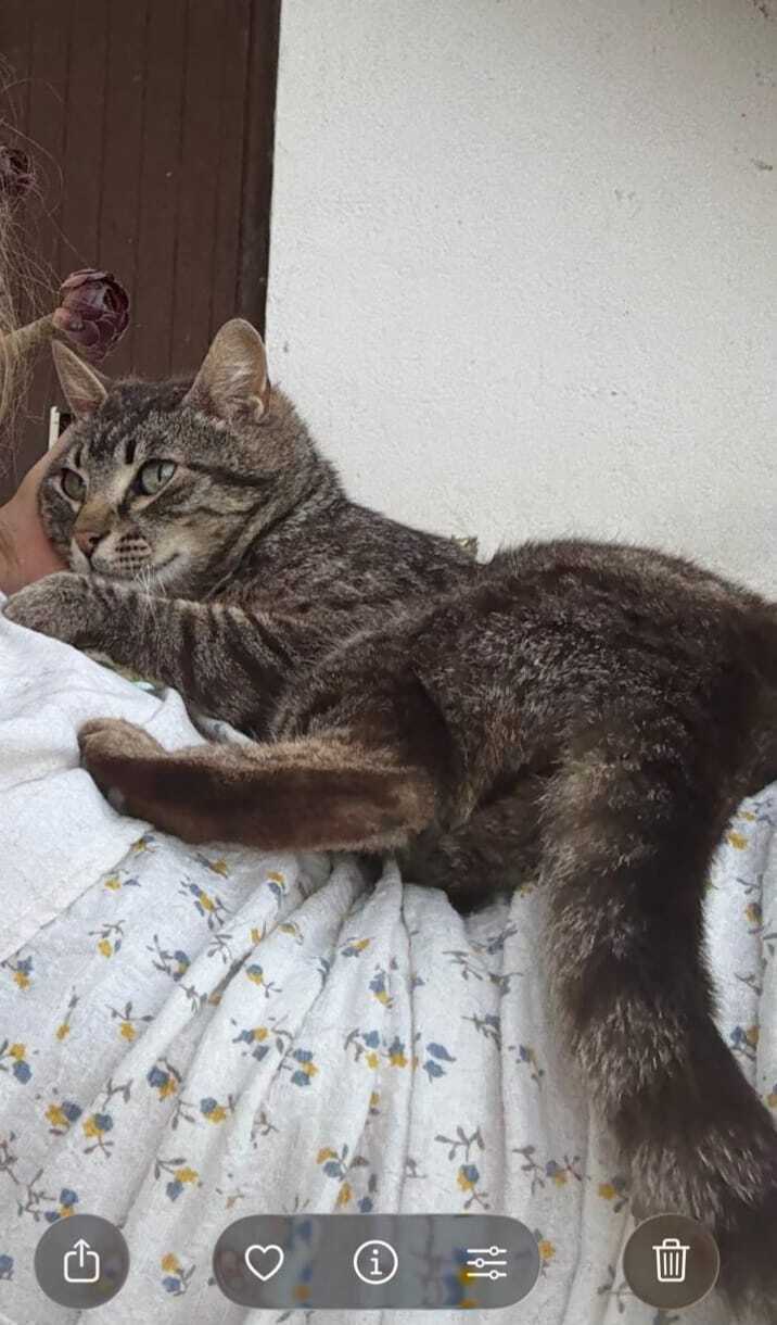 Se busca: Gato asustadizo y enfermo
