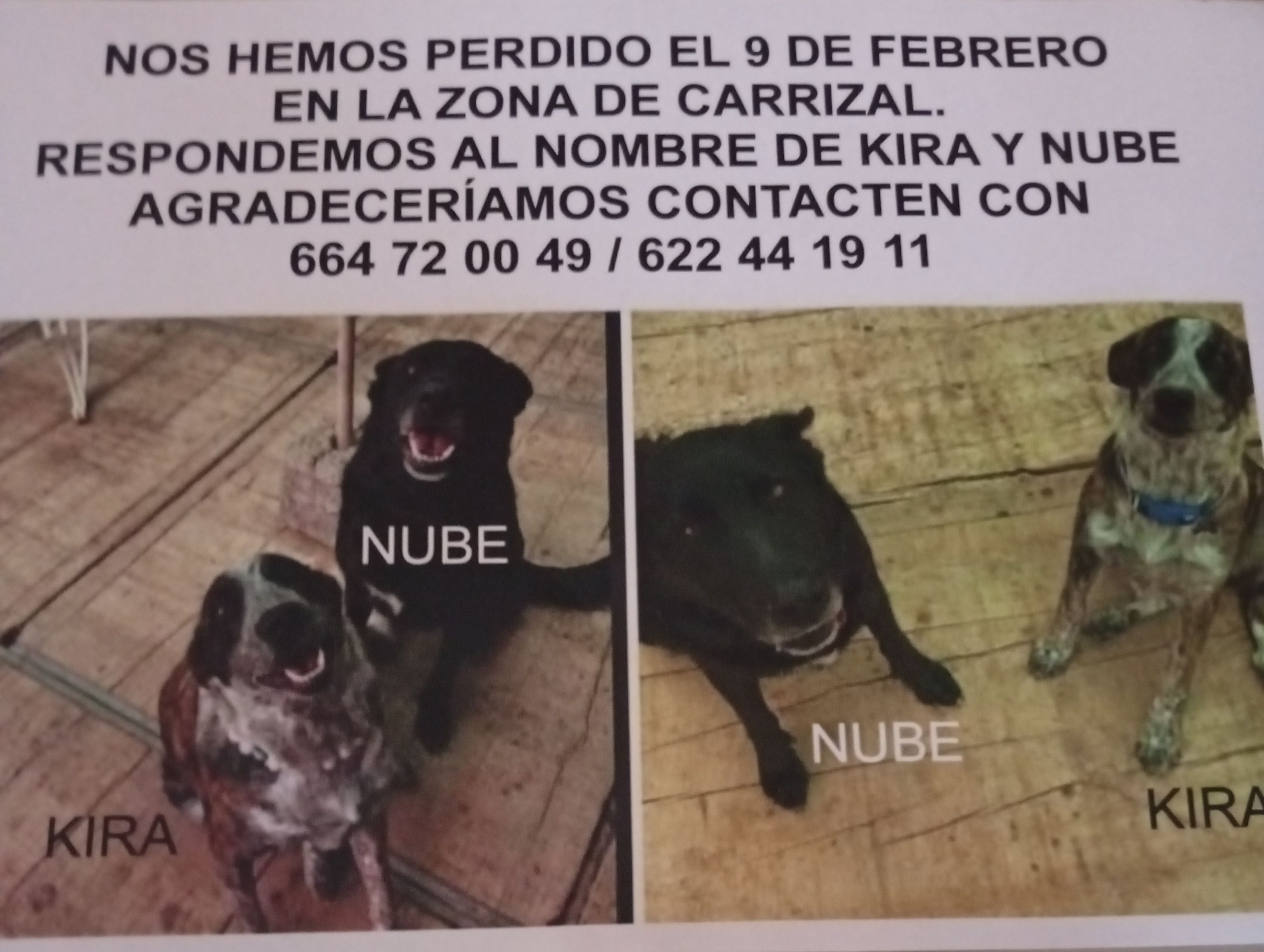 Perros Perdidos: Nube y Rayas...