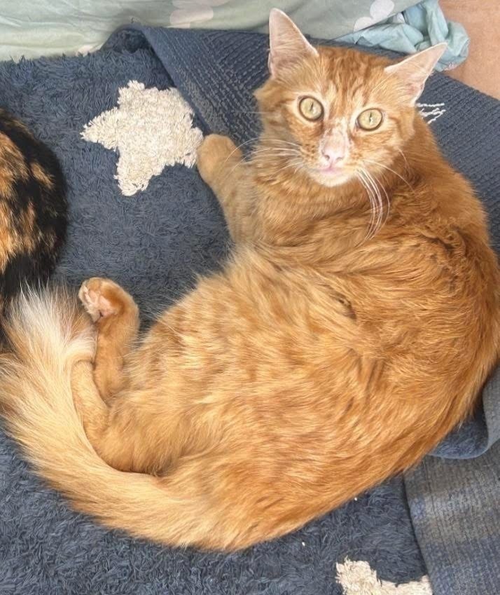 Gato Naranja Perdido en Algeciras: Paco