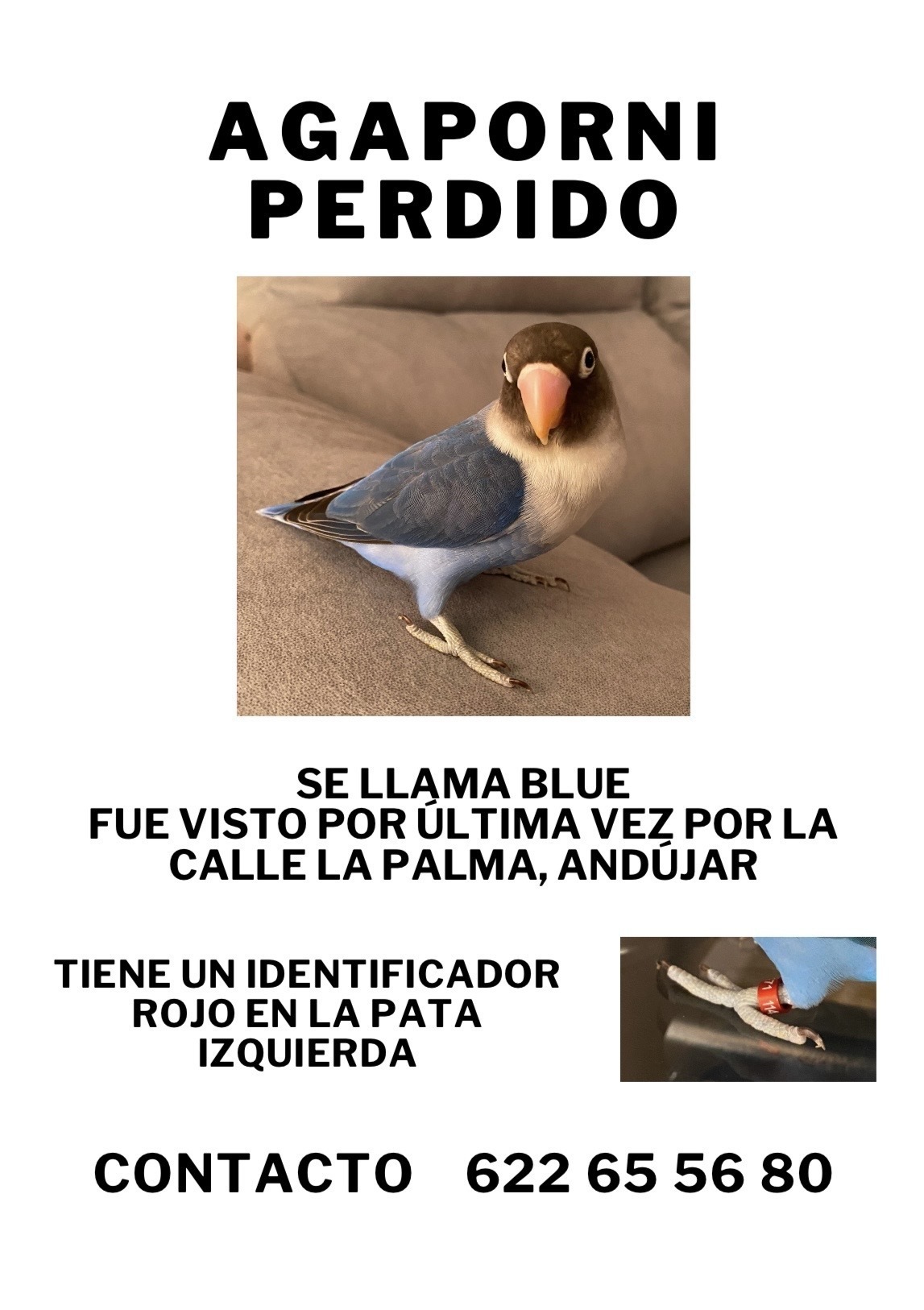 ¡Ave Perdida! Azul con Anilla...