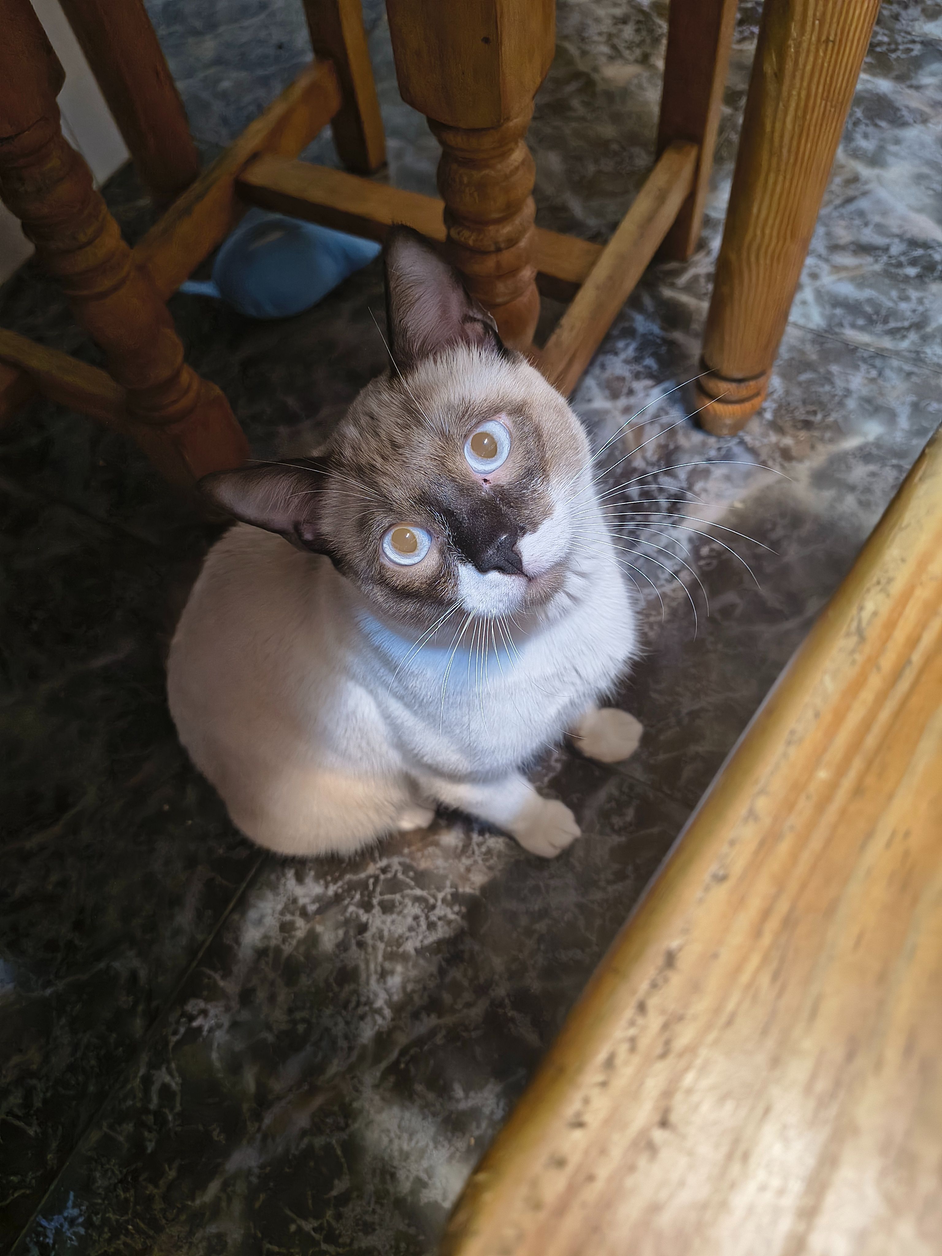 Teo tiene menos de un año, aún así es un gato que se ve bastante grande. Suele ser confiado en el ambiente doméstico con personas desconocidas, pero cuando se pone nervioso puede arañar, morder y gruñir. Pesará entorno a 4-5kg.