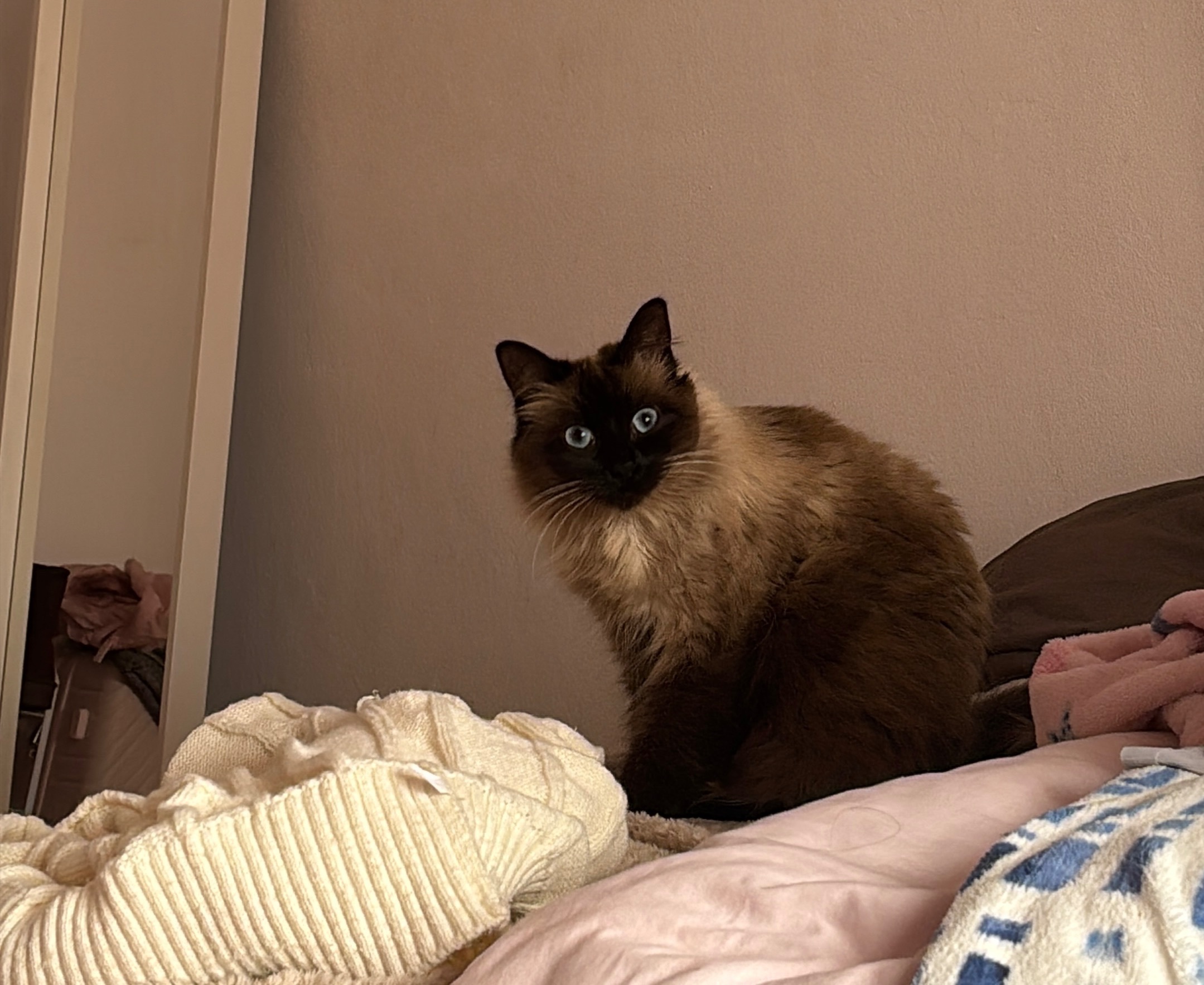 Se Busca: Gata Siamesa Perdida en Guadalcacín