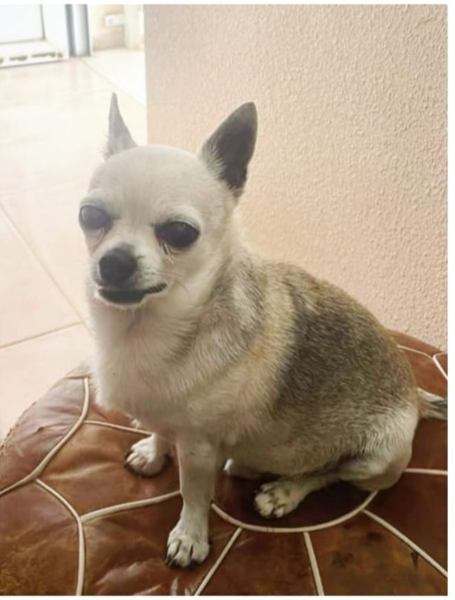 Se Busca: Perrito Mayor Perdid...