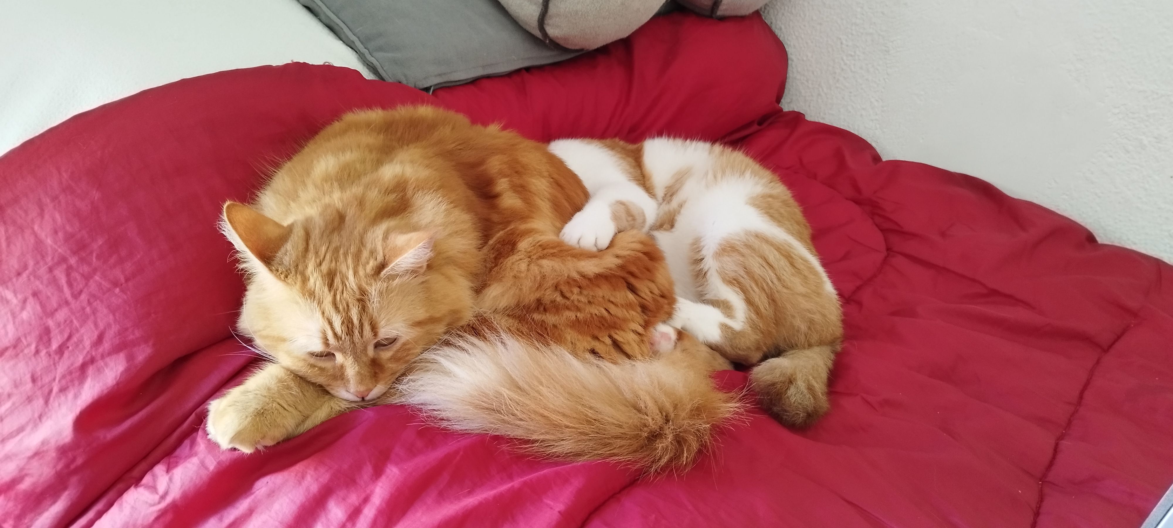 Gato Naranja Perdido en El Pue...