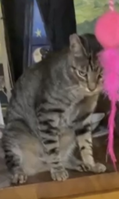 Gato Gris Perdido en Basauri:...