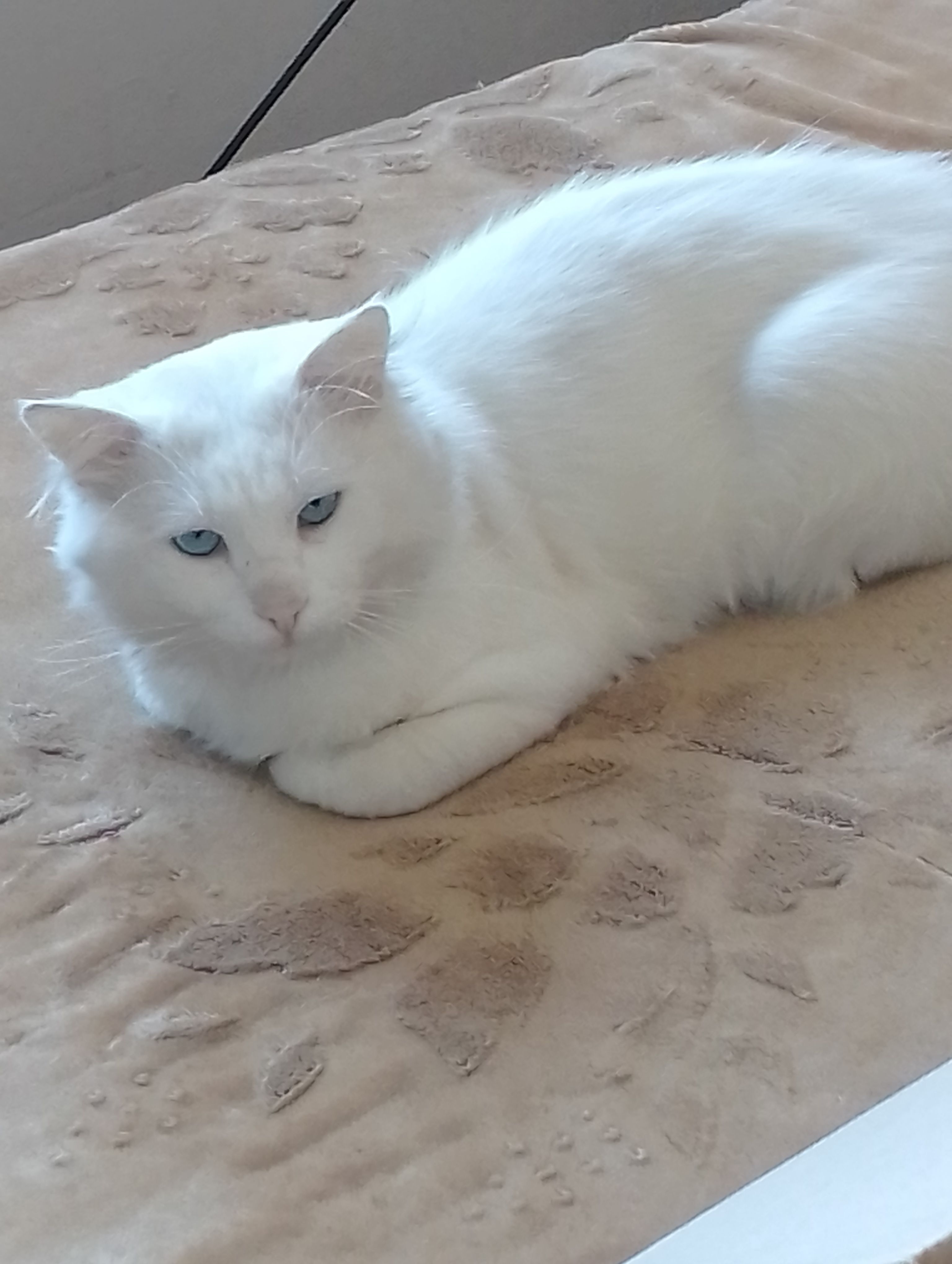 Se busca: Gato persa blanco en...