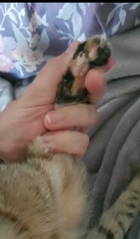 gato perdida, Burriana