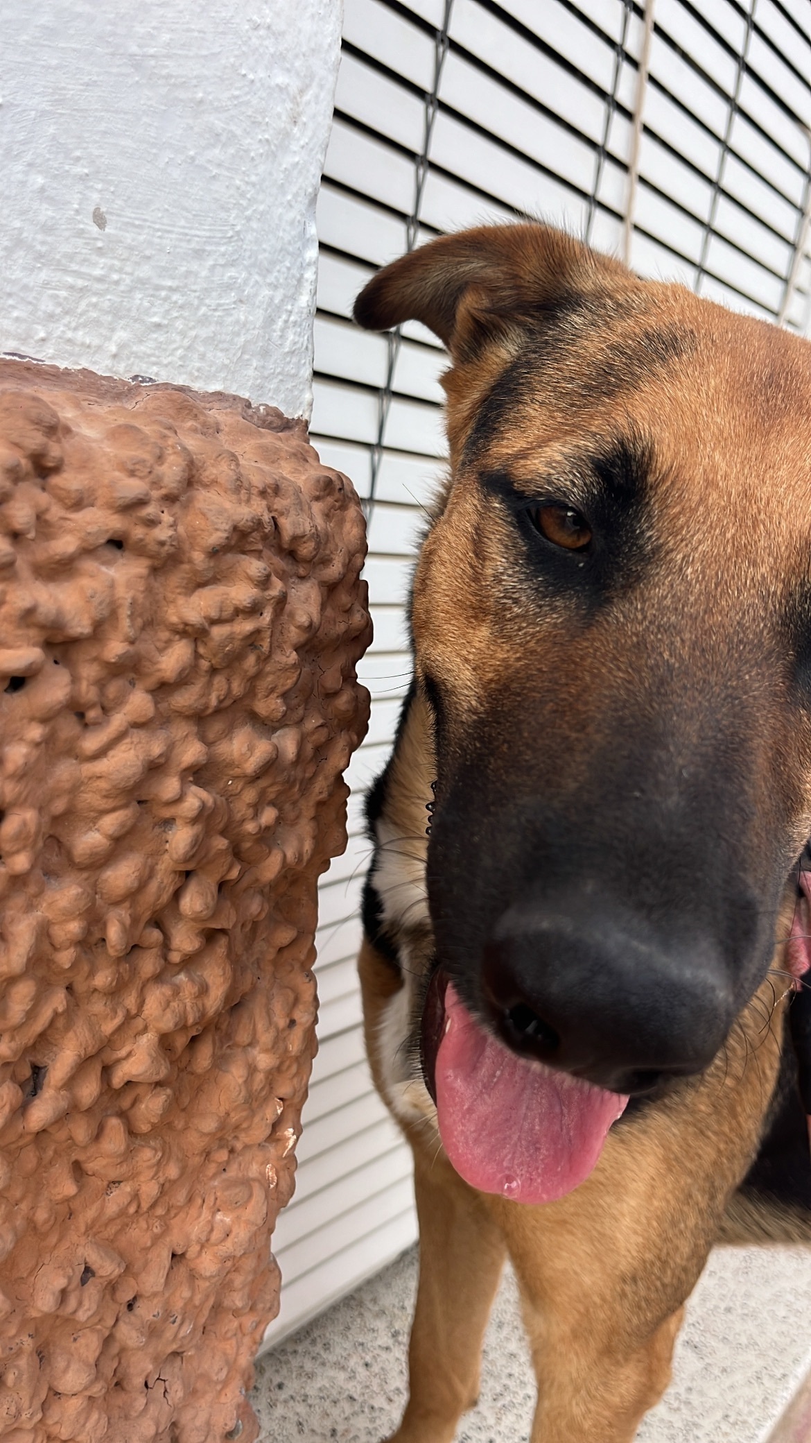 Perrita Sociable Perdida en Totana