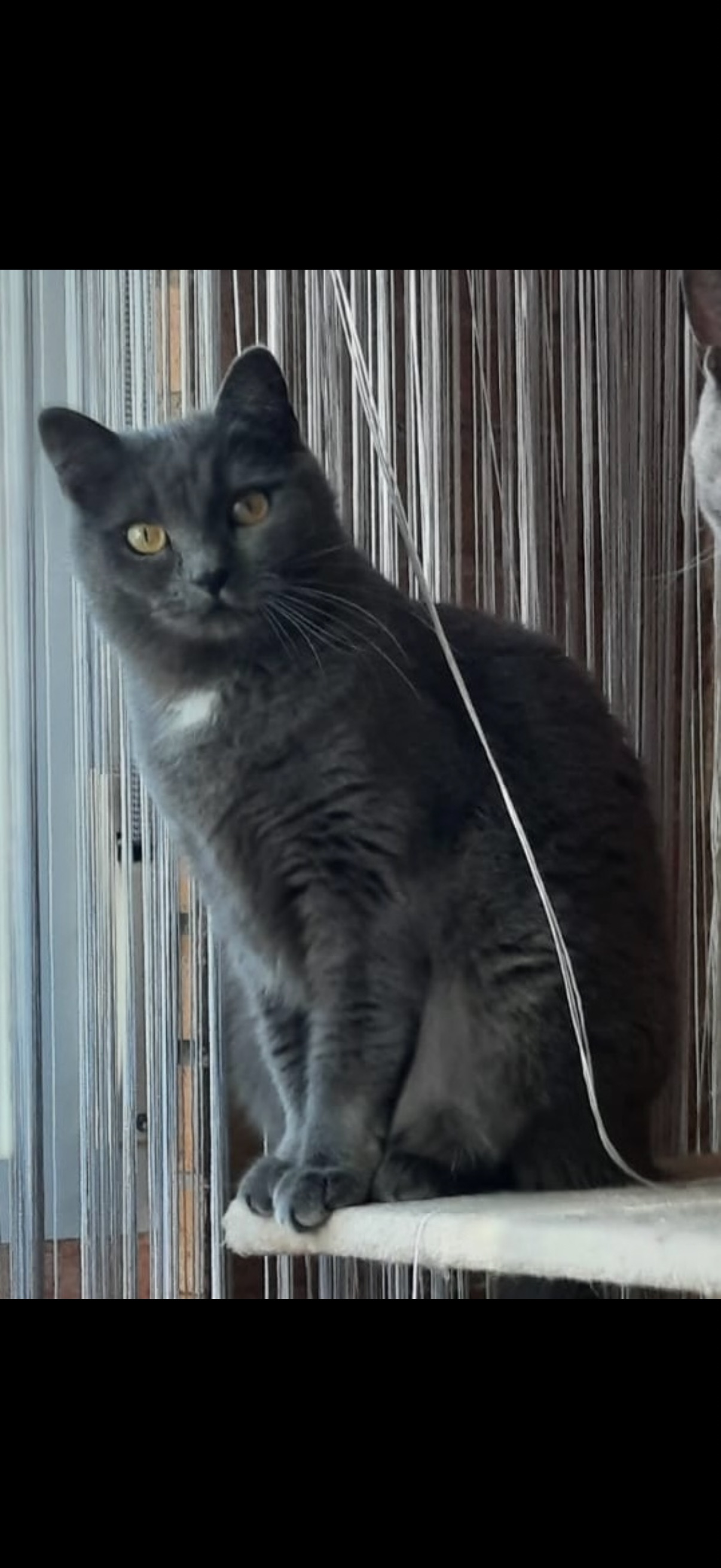 Gato perdido, hembra, Calle Ecuador, Alicante, Benidorm — mancha blanca en el cuello - photo