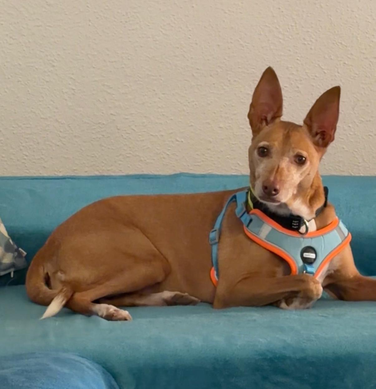 Perra perdida, Francos de Arriba, Lorca — podenco marrón de 10 años, sin collar - photo
