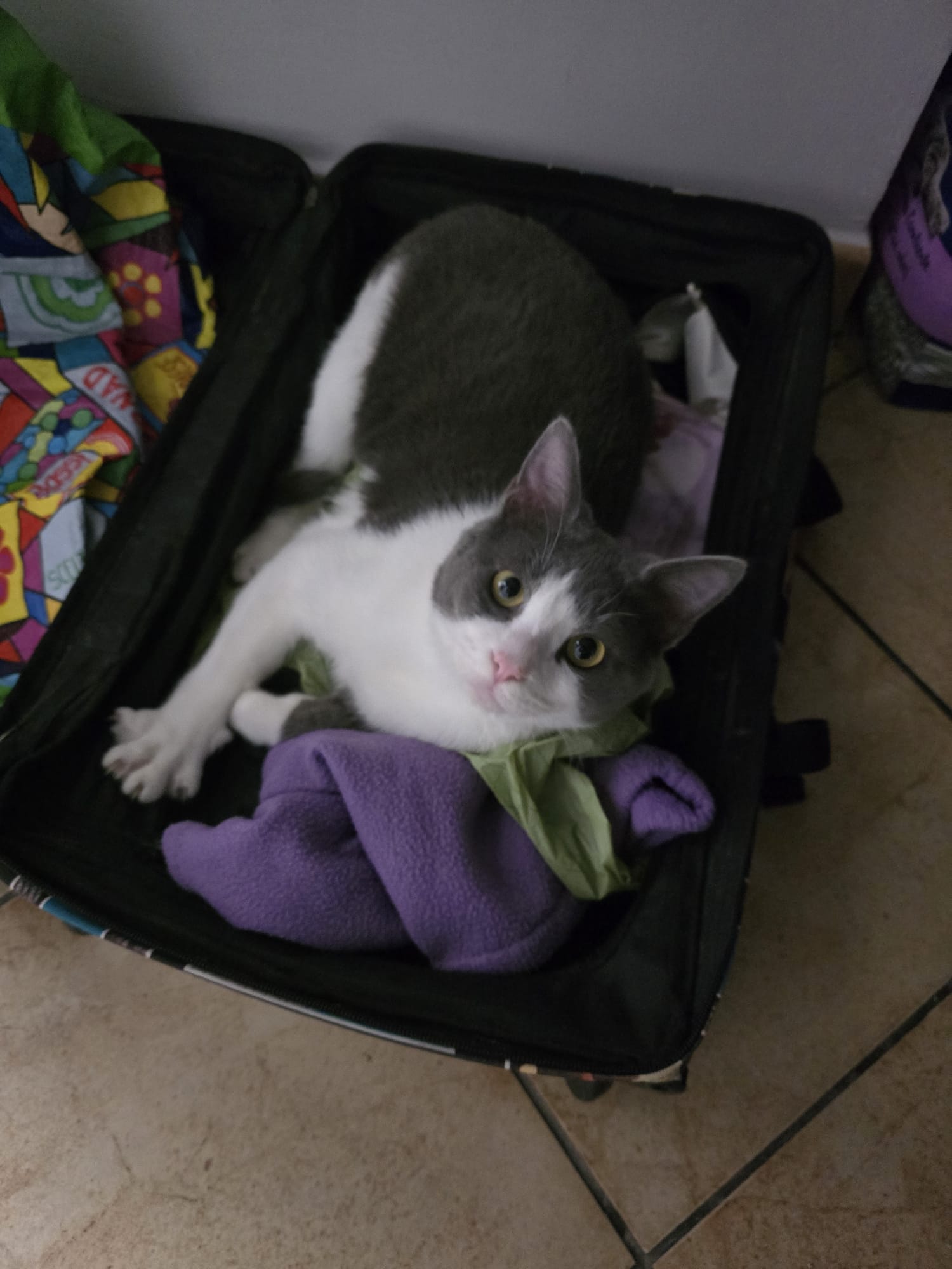 Gato perdido macho, Avinguda del Port, 65, Valencia — gris plateado y blanco - photo