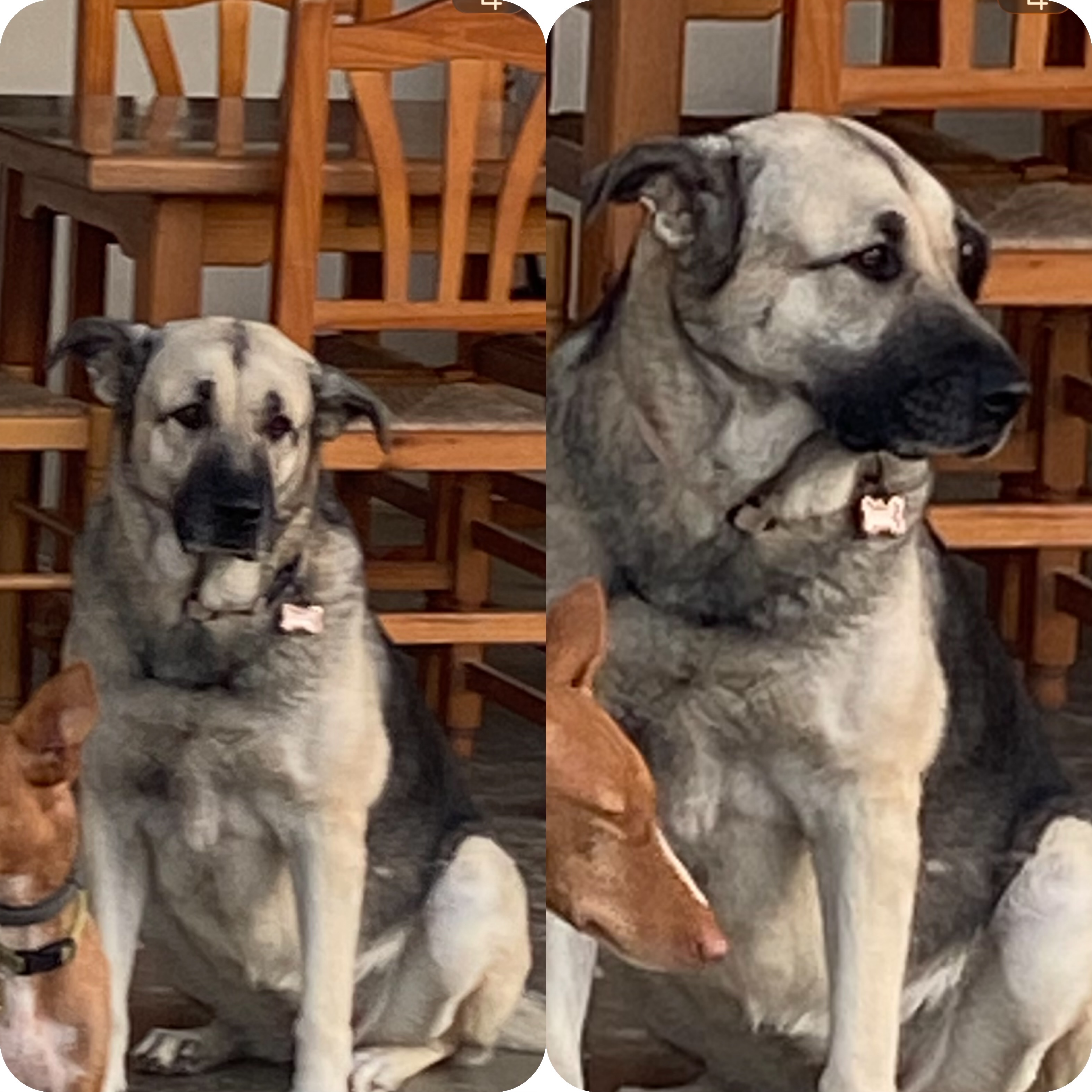 Perro perdido, Carrer Poetisa Teresita Quiles Molla, Elche — hembra con collar rosa - photo