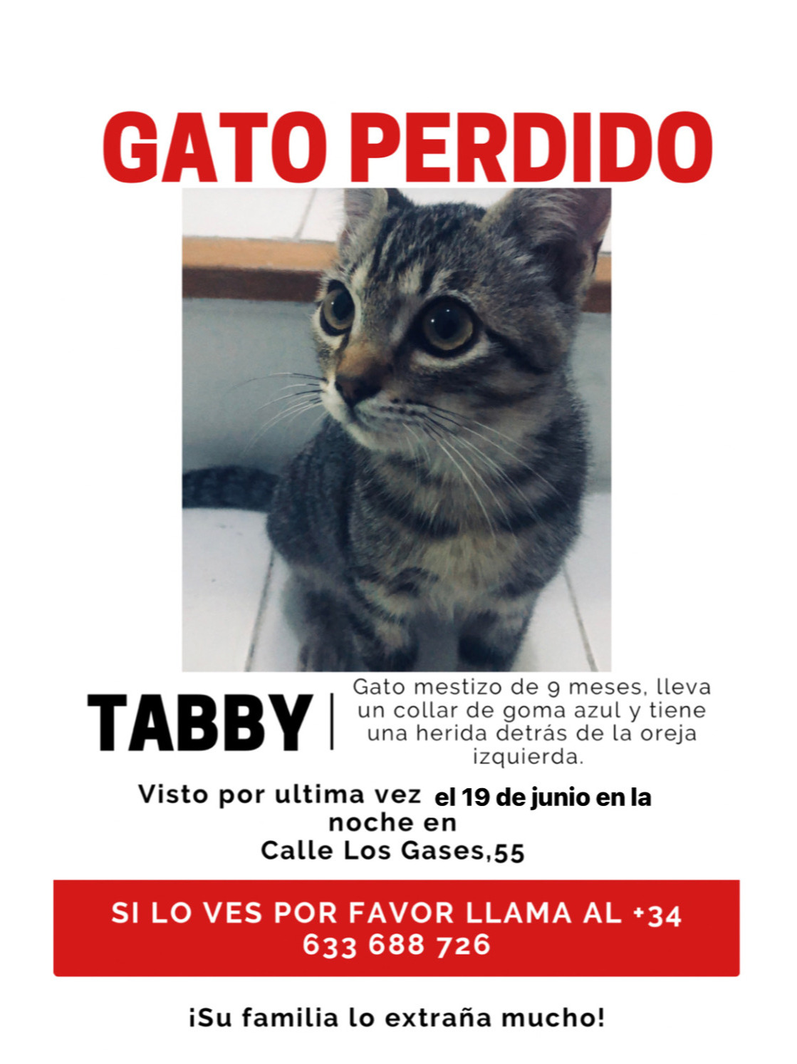 Gatito Tabby Perdido: ¡Ayúdanos a Encontrarlo!