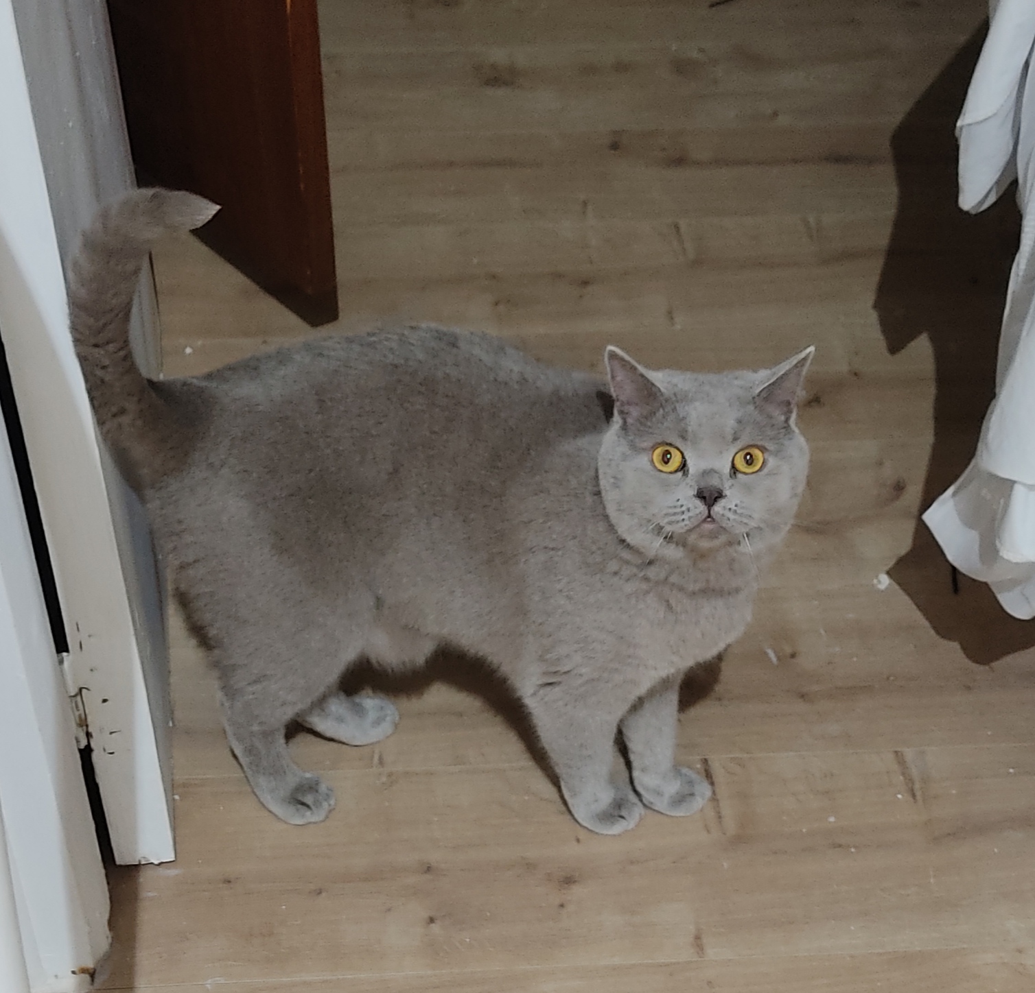 ¡Ayuda! Gato Británico Gris Perdido en Madrid