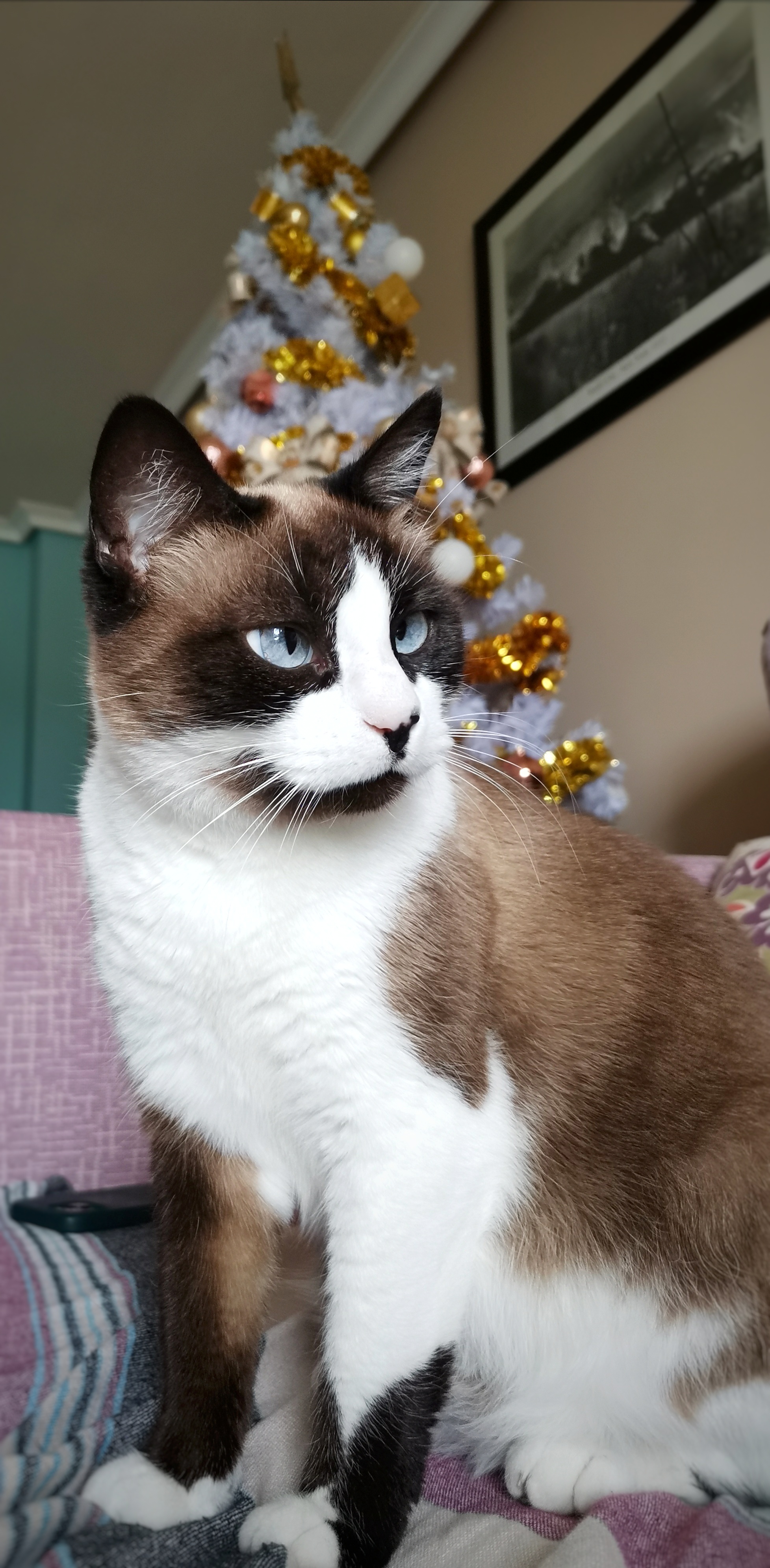 ¡Ayuda! Gata Siamesa Ojos Azules Perdida