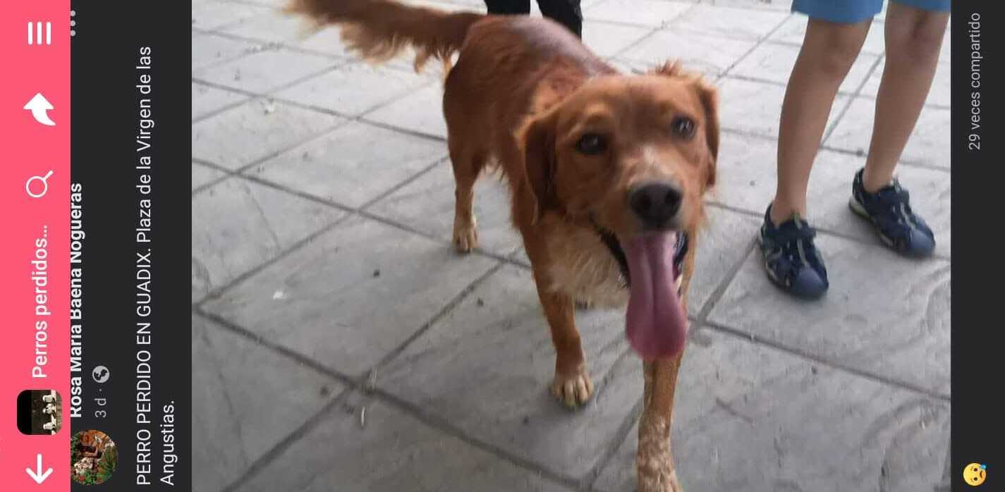 Perro Bretón Marrón Perdido en Guadix - Av. Estación 27