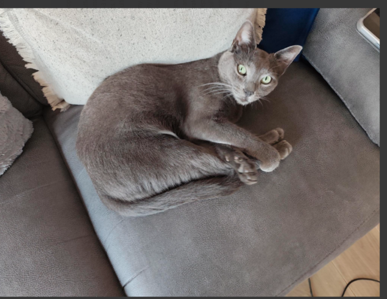 ¡Ayuda! Gato Azul Ruso perdido en Tordera