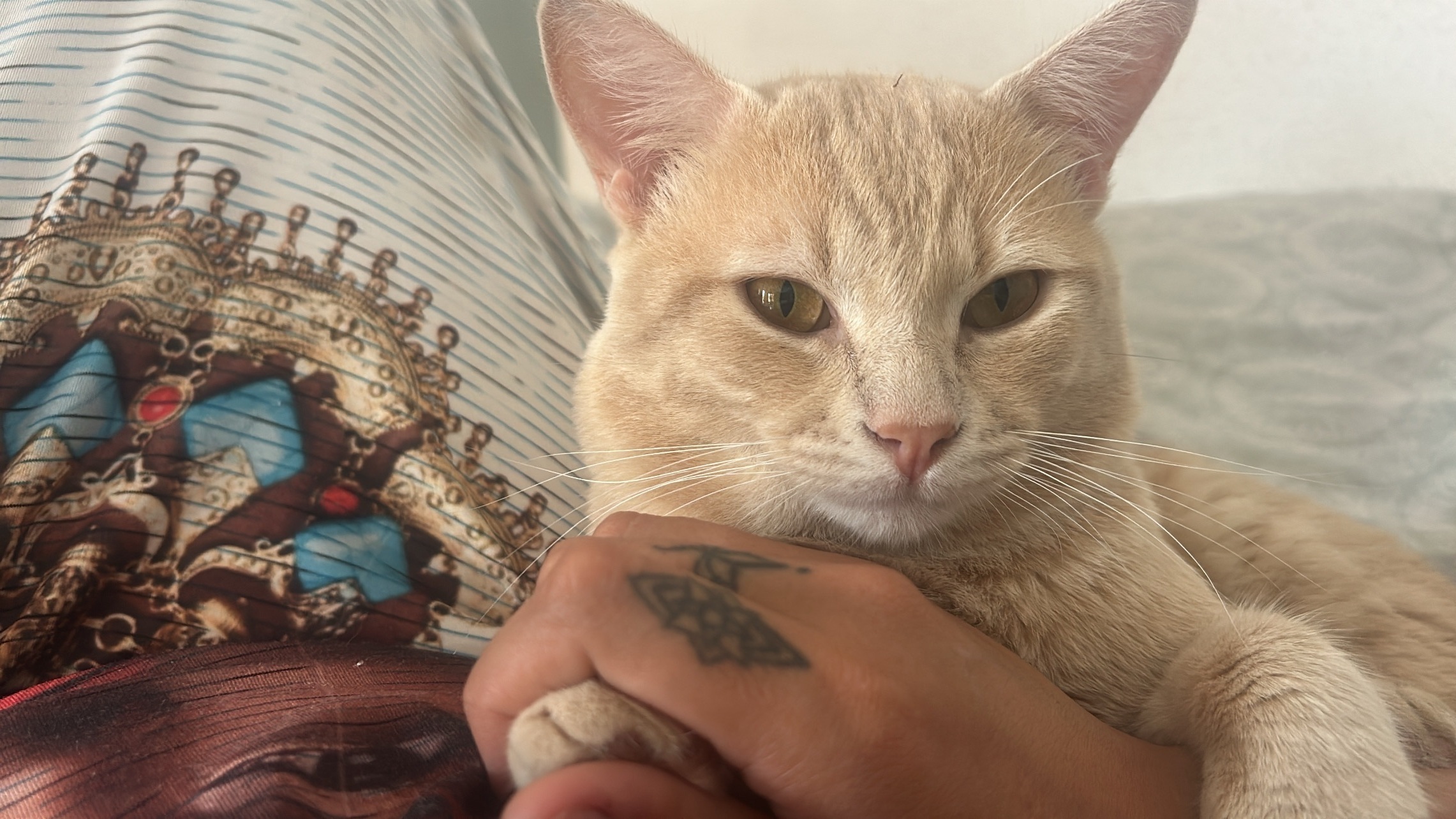 Gato Perdido: Marrón Clarito y Asustadizo