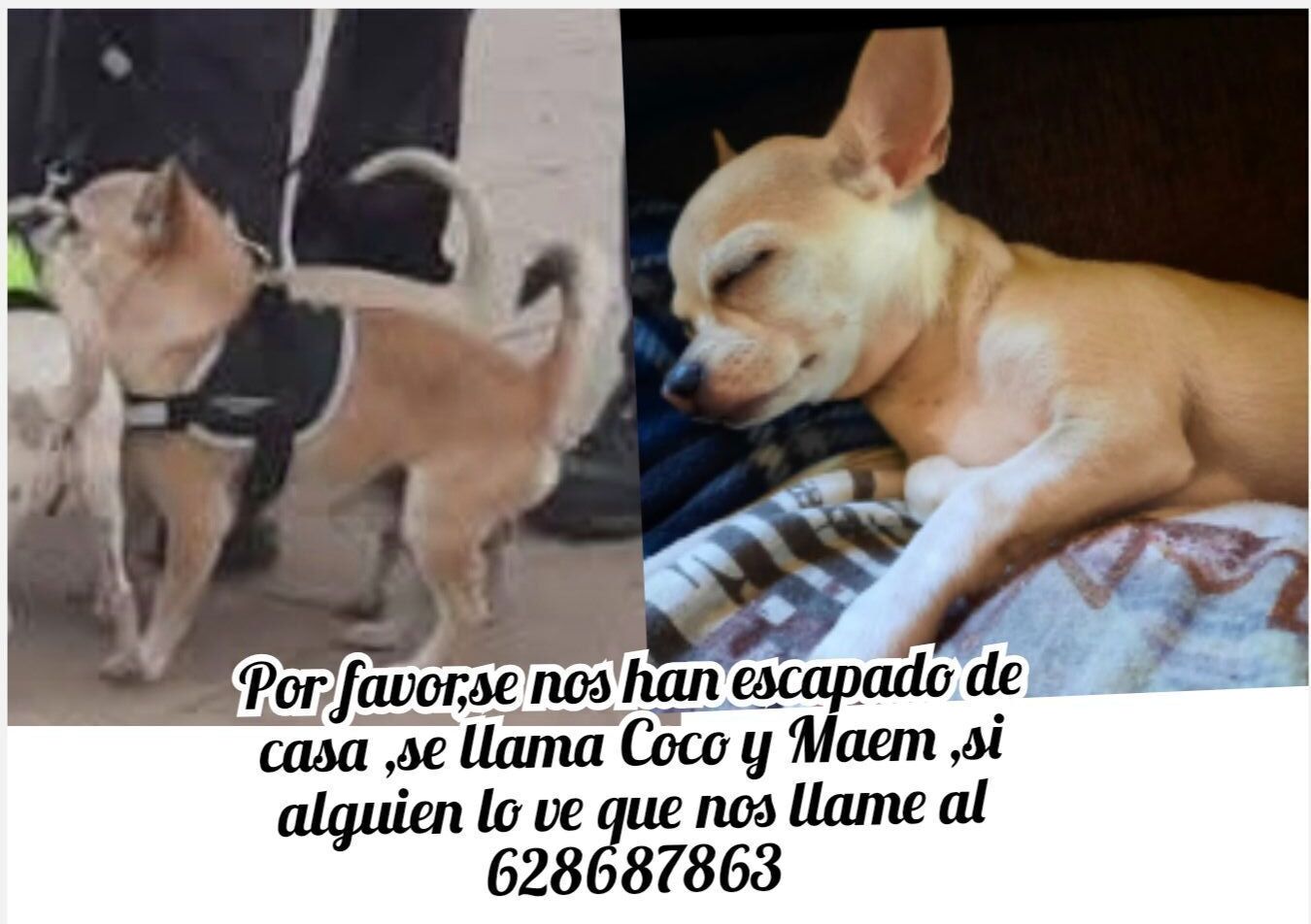 Perro Perdido en Camino Las Abejorreras
