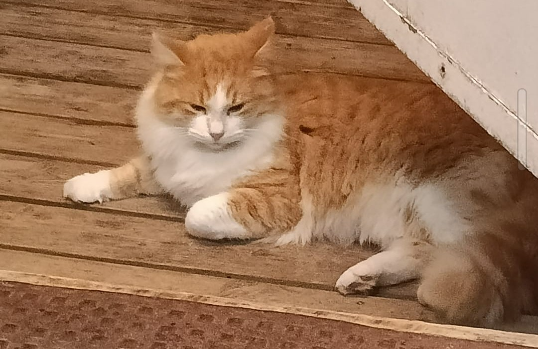 Gato encontrado El Puerto de Santa Maria, foto: Gato Amarillo y Blanco Perdido en Clipper
