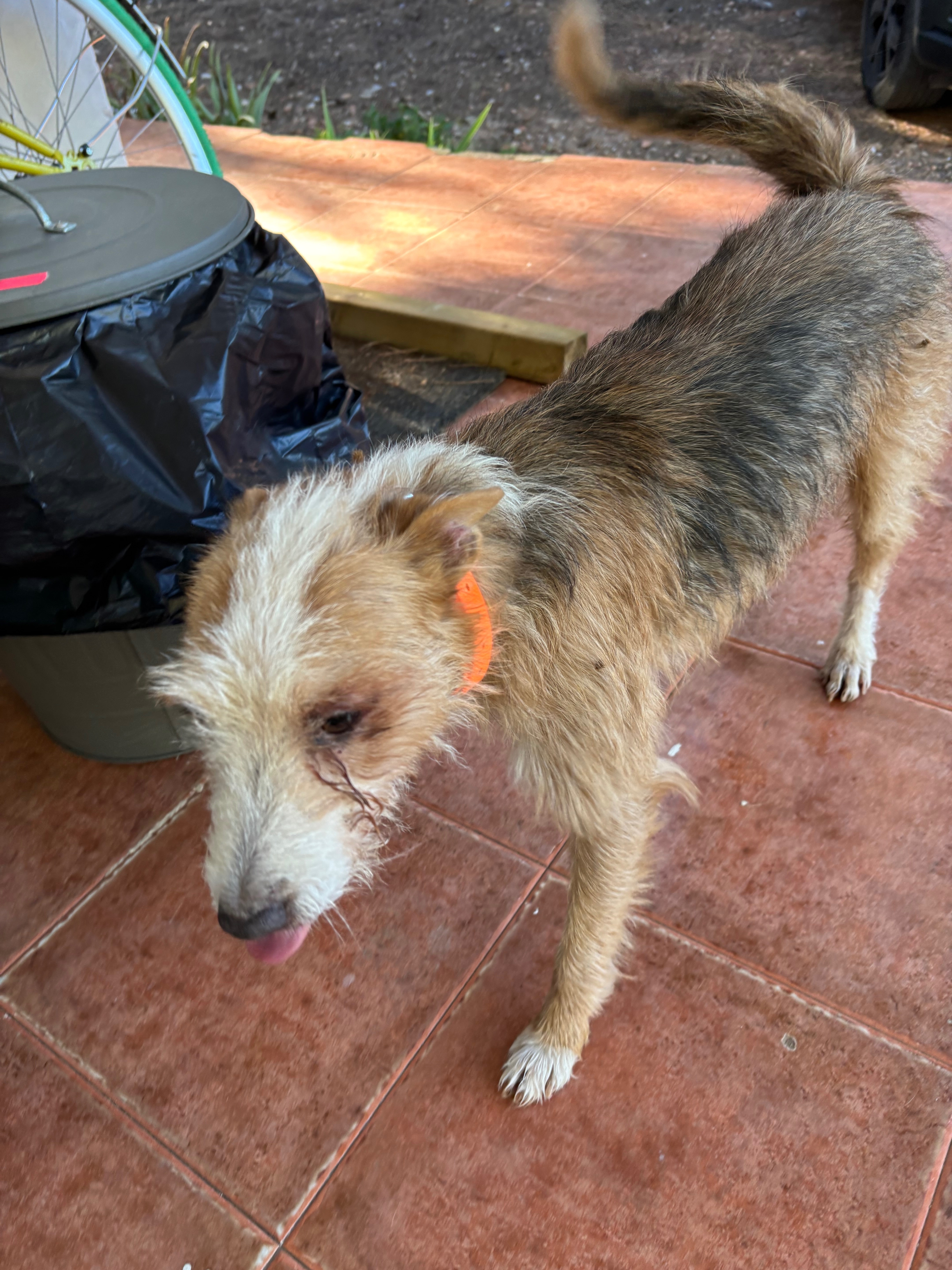 Tenía una correa naranja