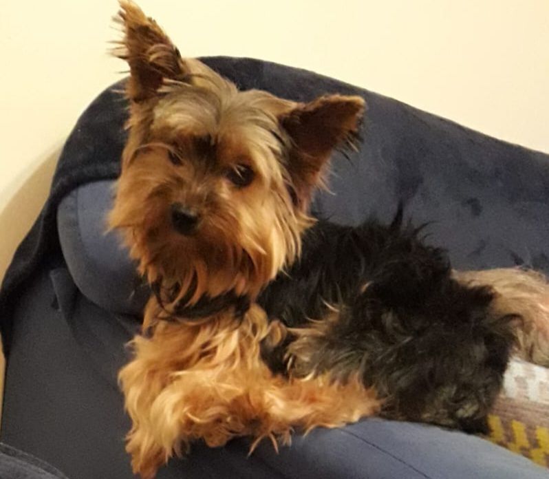 Perro Perdido: Pequeño, Negro y Fuego, 9 Años