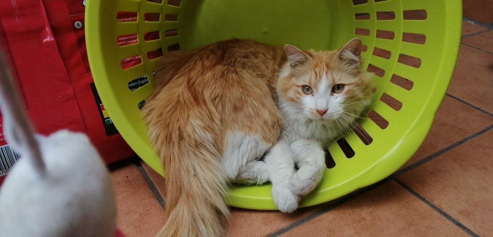 Gato naranja y blanco de pelo largo, bastante grande de tamaño. Es bastante desconfiado con desconocidos y con mucha energía (tiene chip). Necesita medicación y se ofrece recompensa.
