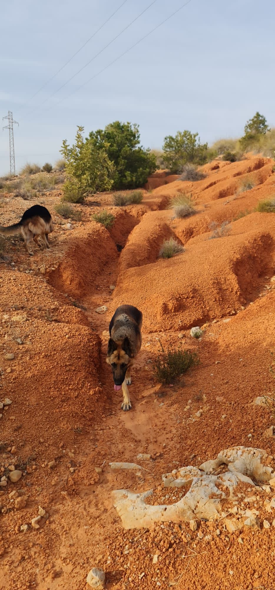 Perros perdidos, , foto: Perro Perdido: Pastor Alemán en Faima, CV