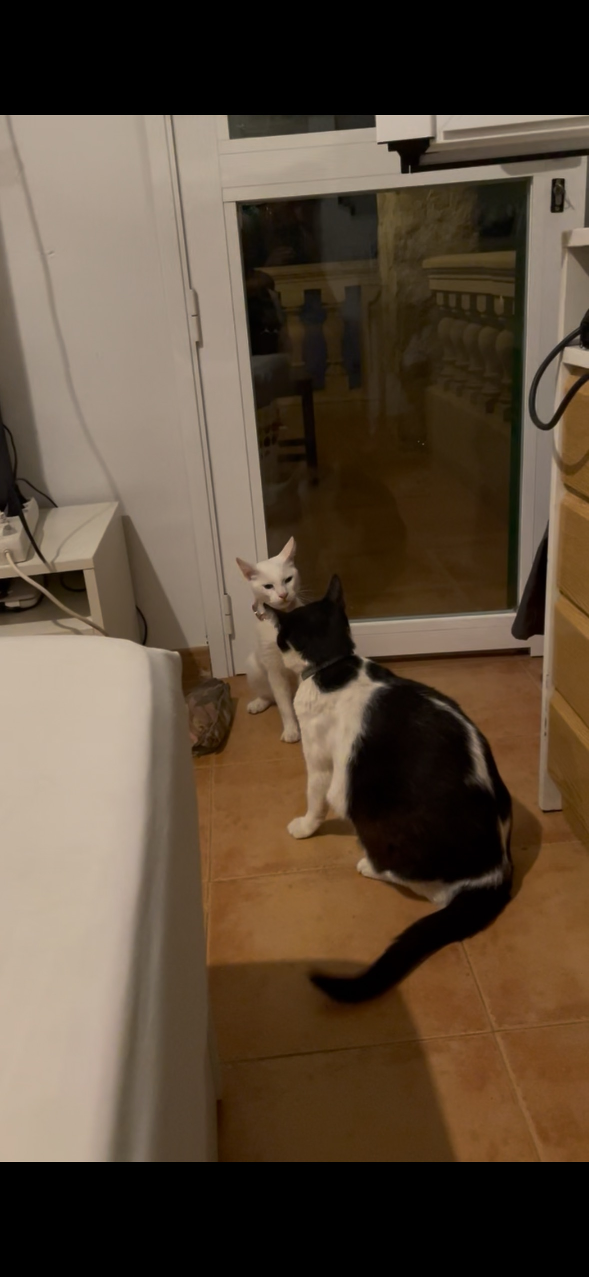 ¡Gato Perdido! Blanco y Negro en Algoda