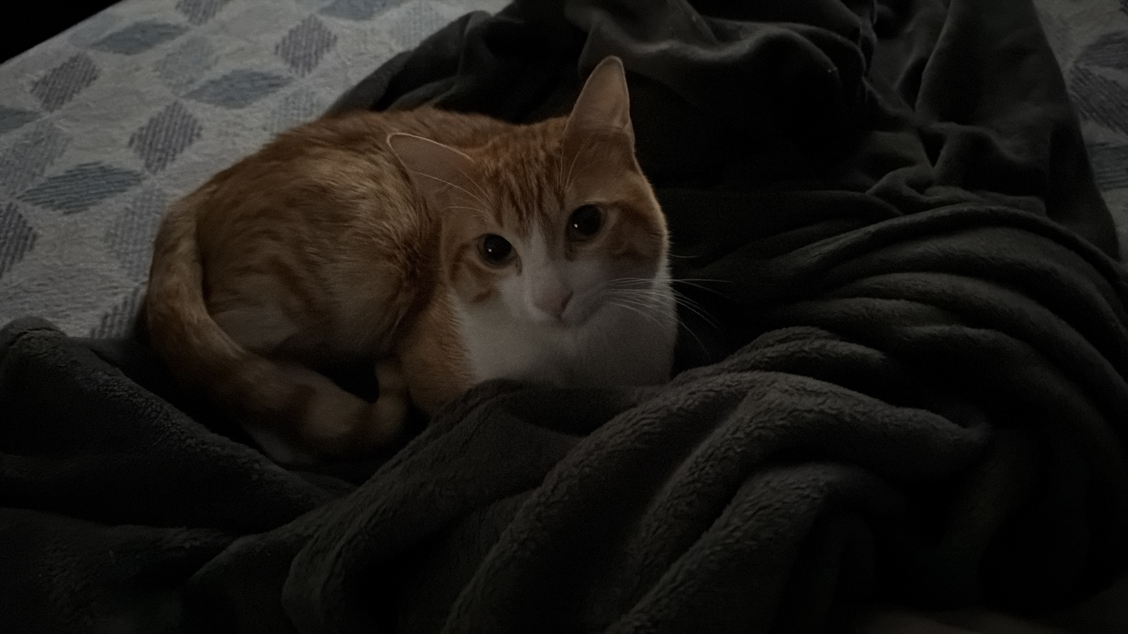 Se busca: Gato perdido en Sabadell