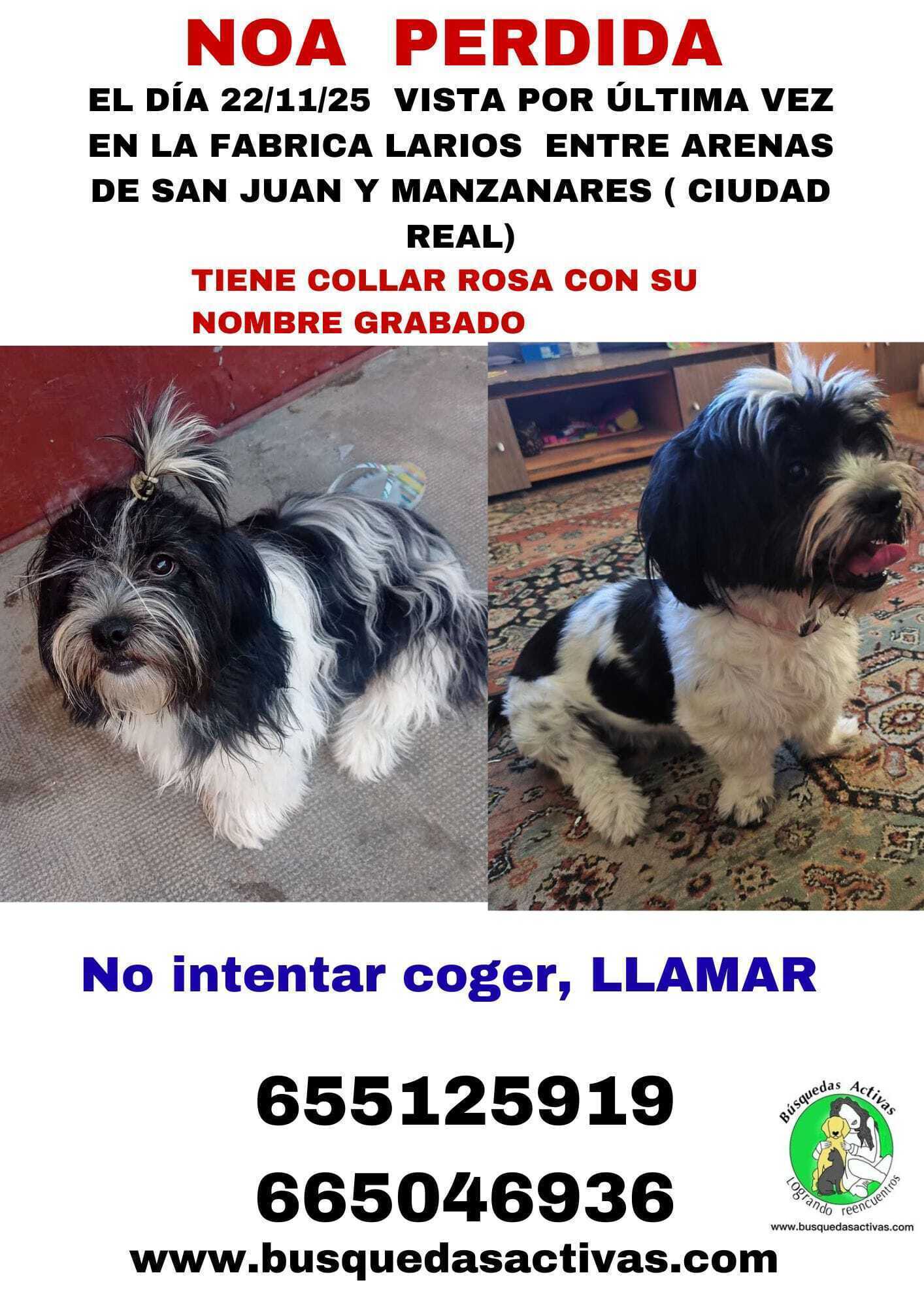 ¡Ayuda a Noa a volver a casa! 🐾