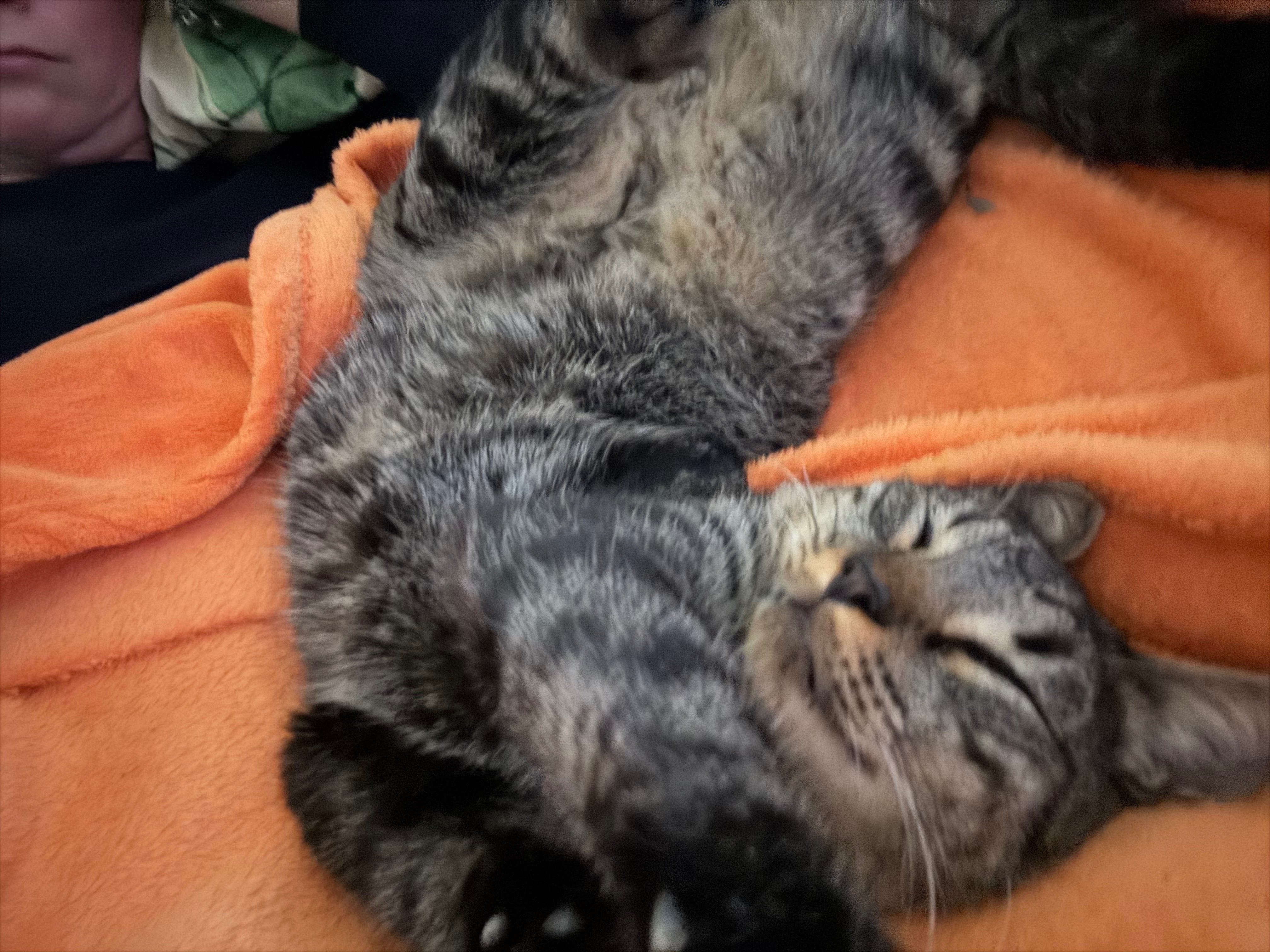 Gato Atigrado Perdido en Montuïri