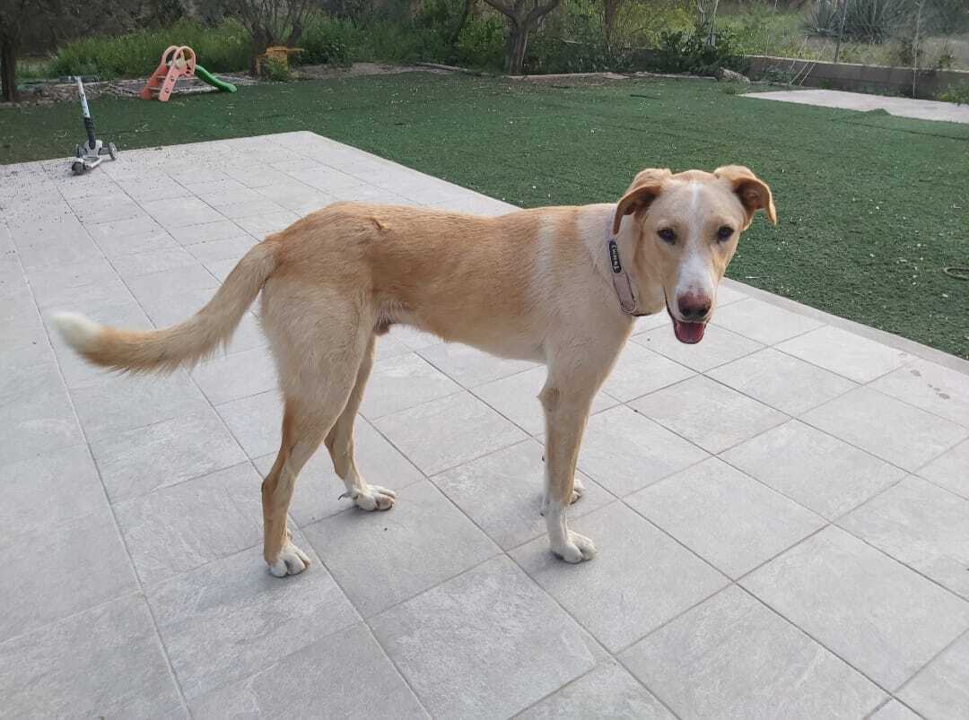 Perro Perdido: Macho Canela con Collar Rojo