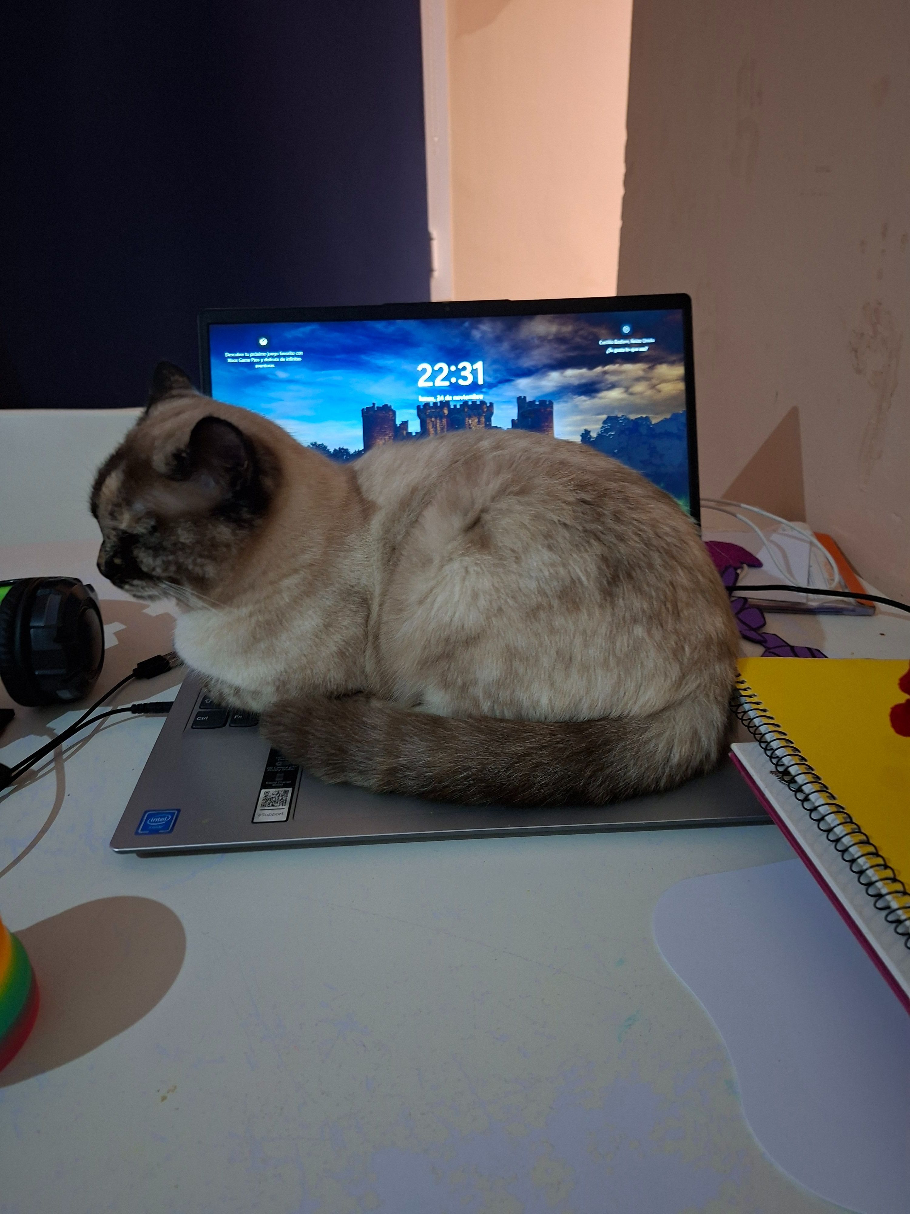 Gato Perdido: Blanco y Marrón en Palma