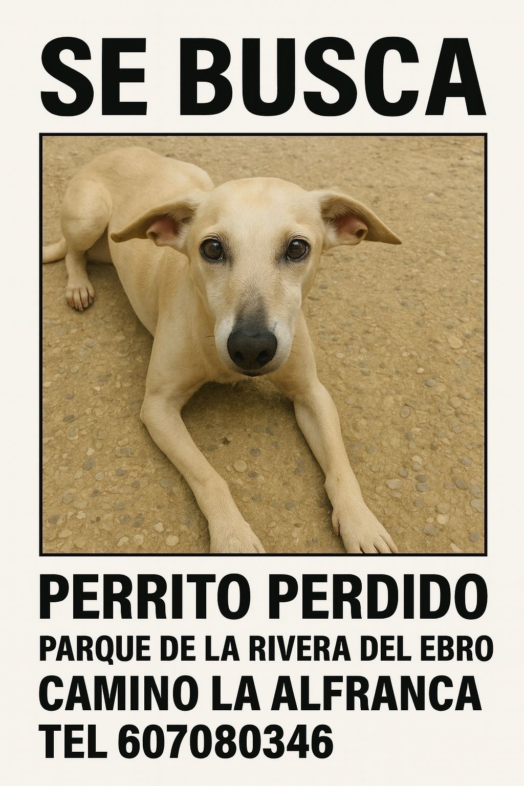 Perla: Perro Perdido en Zaragoza, Aragón